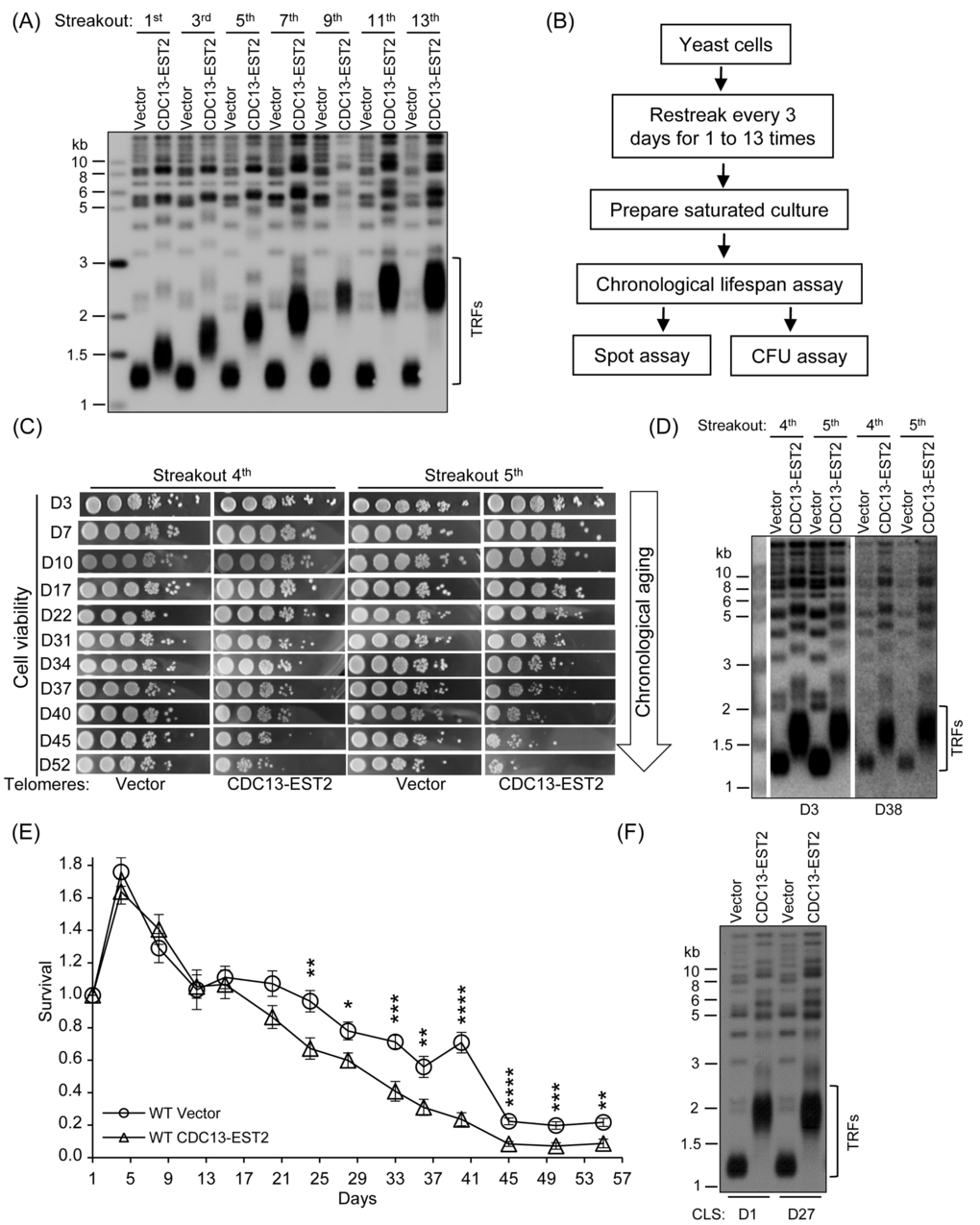 Expression of CDC13-EST2 promotes yeast chronological aging. (A) Telomere length analysis by Southern blot. The cells that contain pRS316 (Vector) or pRS316-CDC13-EST2 plasmid were passaged, and the genomic DNA from cells of different streakouts (labeled on top) was subjected to Southern blot assay using a telomeric TG1-3 probe. (B) Flow chart of CLS assay. (C) Spot assay of CLS. Both the normal-telomere and overlong-telomere cells of streakouts 4th and 5th were used to perform semi-quantitative CLS assay. The time of cultures in the CLS assay was labeled on the left (e.g. D3 means day 3). (D) Telomere length of cells used in (C) at D3 and D38 was examined by Southern blot with telomeric TG1-3 probe. (E) Colony formation unit (CFU) assay of CLS. CLS of cells BY4742-pRS316 (streakout 8th, normal telomeres) and BY4742 -pRS316-CDC13-EST2 (streakout 8th, overlong telomeres) was quantitatively examined. Survival (viable colonies) values at the indicated days of culture were normalized to CLS D1. Values are the averages of 6-10 cultures ± SEM. * denotes pF) Telomere length of cells in (E) at CLS D1 and CLS D27 was examined by Southern blot.