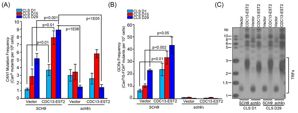 Detection of CAN1 mutation frequency and GCR frequency in sch9∆ cells during chronological aging. (A) Cells of hxt13∆-pRS315/ hxt13∆sch9∆-pRS315 (streakout 14th, normal telomeres), hxt13∆-pRS315-CDC13-EST2/ hxt13∆sch9∆-pRS315-CDC13-EST2 (streakout 14th, overlong telomeres) were used to assay CAN1 marker-gene mutation frequency during chronological aging. (B) The same cells in (A) were used to examine GCRs frequency during chronological aging. The values (viable colonies) are the averages of 6-10 cultures ± SEM. (C) Telomere length of cells of CLS D1 and D29 in (A) and (B) was examined by Southern blot. 