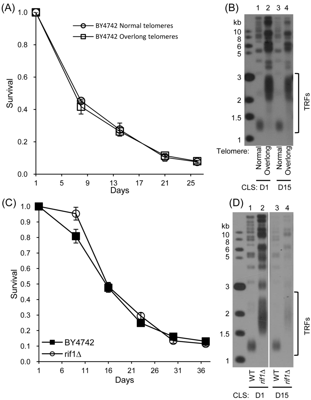 CLS assay of cells with overlong telomeres but no CDC13-EST2 fusion gene (A) CLS of normal- and overlong-telomere cells after plasmids eviction (21st streakout) (B) Southern blot analysis of telomere length using telomeric TG1-3 probe. (C) CLS of wild-type (4th streakout) and rif1∆ (4th streakout). (D) Telomere length detection by Southern blot at CLS D1 and D15.