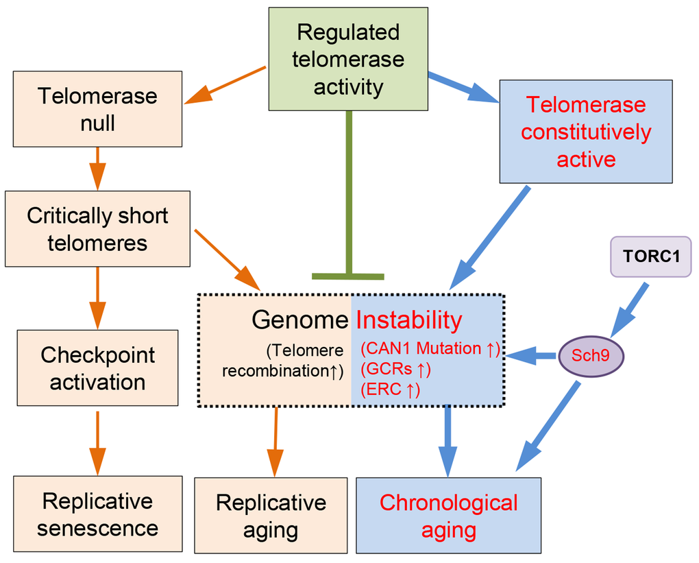 A model of telomere/telomerase associated genome instability affects yeast aging. Wild-type yeast cells have evolved to have regulated telomerase activity to maintain telomere homeostasis. In the absence of telomerase, telomeres gradually shrink to critically short ones that lead to either checkpoint activation and replicative senescence, or telomere recombination and accelerated replicative aging. When telomerase is constitutively active, the genome becomes less stable, and promotes chronological aging, which can be suppressed by down-regulation of TORC1/Sch9 pathway.