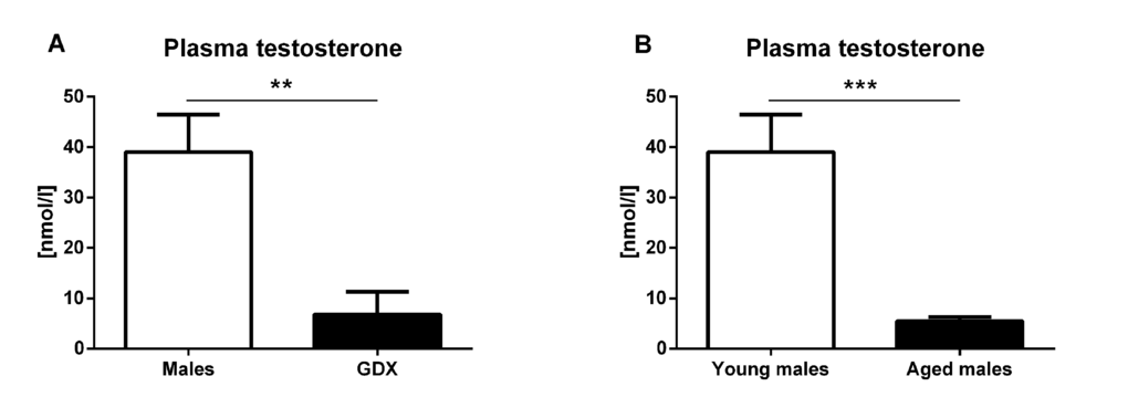 Plasma testosterone concentration. (A) Plasma testosterone concentration 4 weeks following gonadectomy. Gonadectomy led to a significantly lower testosterone concentration compared to control males (pB) Plasma testosterone concentration in young and aged male rats. Aged males (30 months) had significantly lower plasma testosterone concentration compared to young males (p