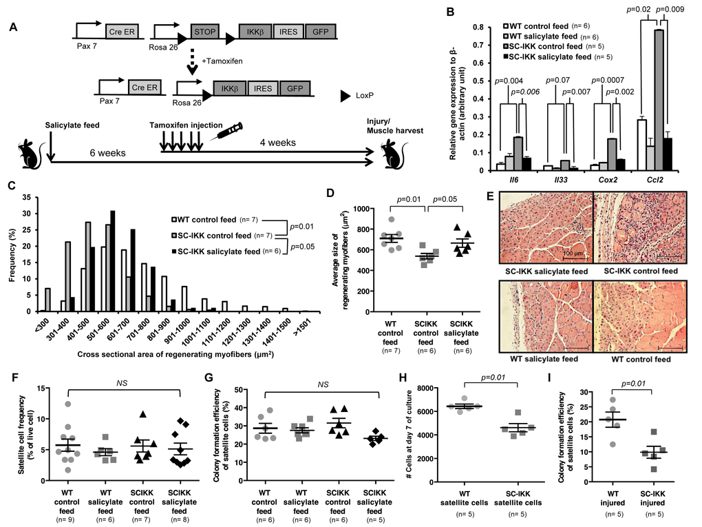 Satellite cell-specific increase of NF-κB activity impairs regenerative function in vivo, but does not affect satellite cell function in vitro. (A) Biallelic SC-IKK mice contain a satellite cell specific Pax7-CreER allele and a Cre-inducible loxP-flanked STOP sequence with downstream bicistronic IKKβca-IRES-eGFP allele under control of the Rosa26 promoter. Exposure of SC-IKK mice to tamoxifen for 5 consecutive days induces Cre activity in satellite cells and causes satellite cell-specific expression of constitutively active IKKβ, leading to a satellite cell-specific increase in NF-κB activity. All mice received sodium salicylate feed or control feed starting at 2 months of age. Two weeks later, mice were injected with vehicle (corn oil) or tamoxifen, and underwent cryoinjury after an additional 4 weeks. (B) Quantification of mRNA levels of NF-κB target gene expression by qRT-PCR in satellite cells isolated from young WT mice receiving control (n=6 mice) or sodium salicylate feed (n=6 mice), or SC-IKK mice receiving control (n=5 mice) or sodium salicylate feed (n=5 mice). P-values calculated by one-way ANOVA. (C, D) Quantification of regenerating (centrally-nucleated) myofiber size in TA muscles 7 days after cryoinjury for WT mice receiving control feed (n=7 mice) or SC-IKK mice receiving control (n=7 mice) or sodium salicylate feed (n=6 mice). Mice with sodium salicylate treatment continued receiving salicylate feed during recovery after injury. Data presented as histograms of fiber size (binned by 100 μm2 increments, C or as average fiber cross-sectional area (mean ± s.e.m., D). P-values determined by Kruskal-Wallis test with step-down Bonferroni method for (C) and (D). (E) Representative H&E staining of TA muscle sections at 7 days after cryoinjury from tamoxifen-treated SC-IKK and age-matched WT, with or without salicylate feed. Scale bars, 100 μm. (F) Flow cytometric analysis of satellite cell frequency in uninjured WT or SC-IKK mice receiving control or salicylate feed (n=6-9 mice per group). (G) Frequency of sorted satellite cells from uninjured WT or SC-IKK mice giving rise to myogenic colonies in clonal cell culture (n=5 or 6 mice per group). P-values were calculated by one-way ANOVA and are non-significant for all comparisons in (F) and (G). (H) Number of cells at day 8 of culture started with 1000 satellite cells isolated from tamoxifen-treated SC-IKK or WT mice (n=5 mice per group, 3 technical replicates per mouse). (I) Myogenic colony forming efficiency of satellite cells isolated from muscles of tamoxifen-treated SC-IKK or WT mice 5 days after cardiotoxin injury (n=5 mice per group). P-values calculated by Student’s t test. Data represent mean ± s.e.m., if not noted otherwise.