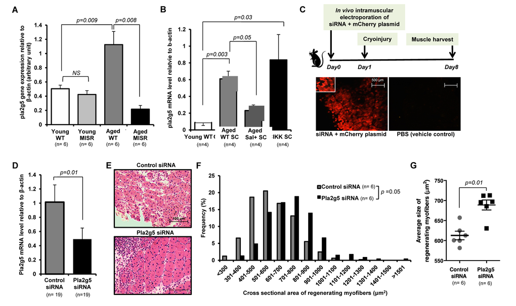 Inhibition of pla2g5 expression improves muscle regeneration in aged mice. (A, B) Expression of pla2g5, normalized to β-actin in (A) muscle tissues of young and aged WT and young and aged MISR mice (n=6 mice per experimental group), and (B) satellite cells isolated from young and aged WT, aged WT treated with sodium salicylate, and young SCIKK mice (n=4 mice per experimental group), determined by quantitative RT-PCR. Data presented as mean ± s.e.m.; p-values calculated by one-way ANOVA. (C) Experimental design. siRNA and mCherry plasmid were co-delivered to aged myofibers by in vivo electroporation. Muscles were damaged by cryoinjury 1 day after electroporation, and regenerating myofiber size was measured 7 days after cryoinjury. Electroporation efficiency in each sample was assessed by analysis of mCherry-expressing myofibers. Scale bars = 500 μm. (D) Efficiency of gene knockdown by pla2g5 siRNA measured by qRT-PCR at muscle harvest and compared to levels of pla2g5 mRNA in muscles electroporated with control, scrambled siRNA (n=19 mice each group). Data represent mean ± s.e.m.; p-value calculated by Student’s t test. (E) Representative H&E staining of muscle sections at day 7 after cryoinjury from aged mice receiving pla2g5 or control, scrambled siRNA. Scale bars = 100 μm. (F, G) Distribution and average of size of regenerating (centrally-nucleated) myofibers in aged mice receiving control, scrambled or pla2g5 siRNA (n=6 mice per experimental group). Contralateral TA muscles were used as controls with electroporation of scrambled siRNA. Data represented as histograms of fiber size (E) or as mean ± s.e.m. (F). P-values calculated by Kruskal-Wallis test for (E) and (F).