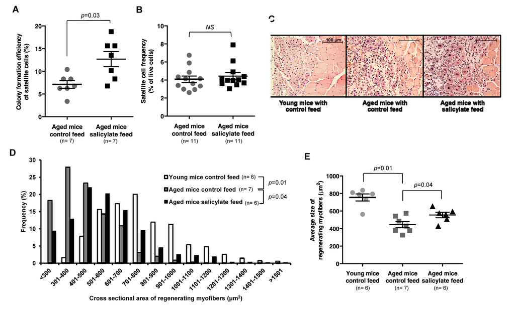 Sodium salicylate partially reverses aging-associated skeletal muscle inflammation and improves myogenic function of aged satellite cells. (A) Myogenic colony forming efficiency of satellite cells from uninjured muscle of aged WT mice receiving control (n=7 mice) or salicylate feed (n=7 mice). (B) Satellite cell frequency (percent of live cells by flow cytometry) in aged mice receiving control feed versus salicylate feed (n=11 per group). Data presented as mean ± s.e.m.; p-value calculated by Student’s t test for both (A) and (B). (C) Representative H&E staining of muscle sections taken 7 days after cryoinjury of young WT mice, or aged WT mice receiving control or salicylate feed for 6 weeks prior to injury. Salicylate treatment group continued on salicylate feed during recovery after injury. Scale bars = 100 μm. (D, E) Quantification of regenerating (centrally-nucleated) myofiber size at day 7 after cryoinjury in young WT mice or aged WT mice receiving control or salicylate feed for 6 weeks prior to injury (n=6 or 7 mice per experimental group). Salicylate treatment group continued on salicylate feed during recovery after injury. Data presented as a histogram of fiber size (D) or average fiber cross-sectional area (E). P-values were calculated by Kruskal- Wallis test and Step-down Bonferroni method for (D) and (E).