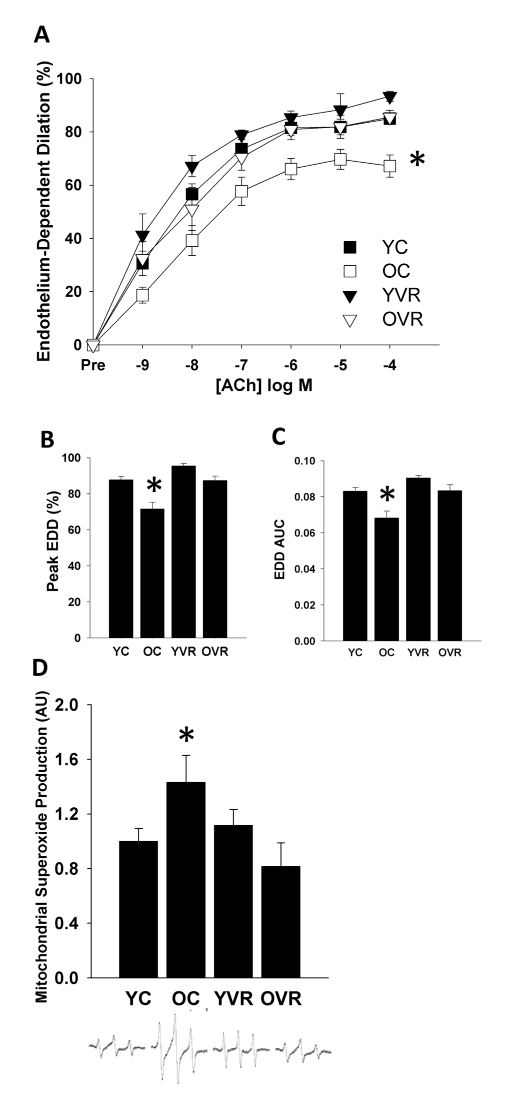 Voluntary aerobic exercise restores endothelium-dependent dilation and normalizes mitochondrial superoxide production in old mice. Endothelium-dependent dilation (EDD) dose-response (A) to acetylcholine (ACh), peak dilation (B), and EDD AUC (C) in carotid arteries and aortic mitochondria-specific superoxide production (D) in young control (YC), old control (OC), young voluntary wheel running (YVR) and old voluntary wheel running (OVR) mice. Representative EPR spectra presented below panel D. Data are presented as means with error bars representing SEM, n=10-12 per group. * pFigures 2 and 3 for clarity of interpretation of within-group changes in EDD in the presence of acute stressors.