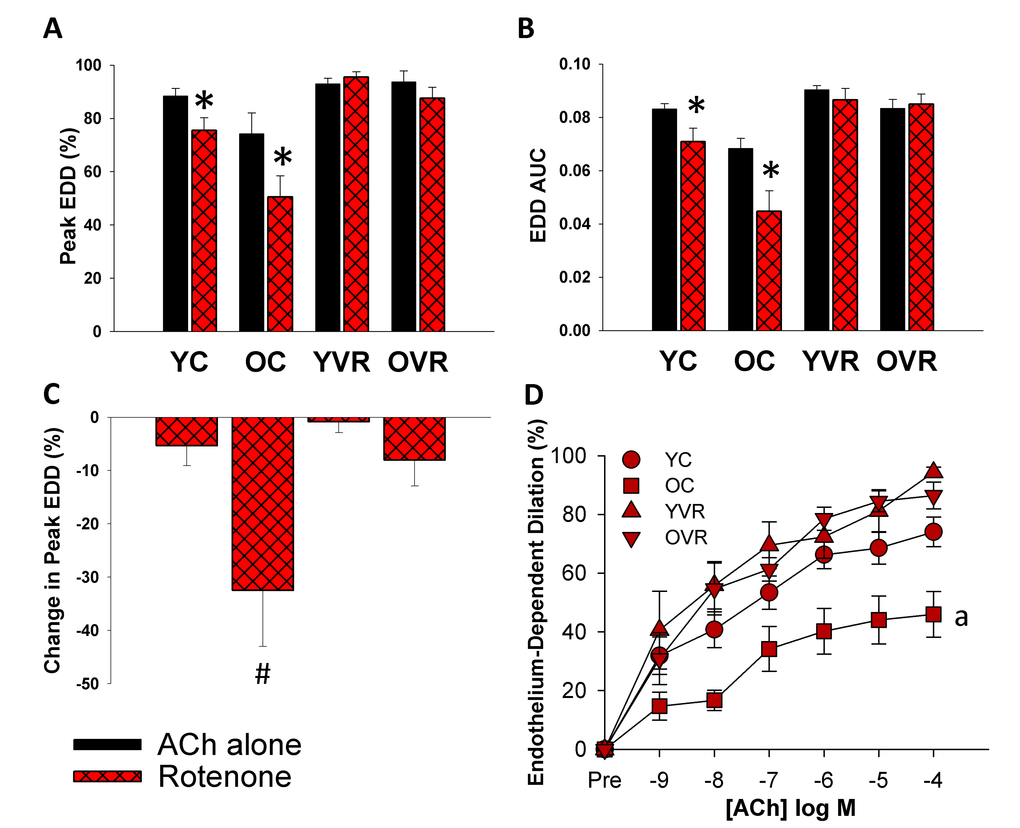 Voluntary aerobic exercise increases arterial resilience to acute mitochondria-specific stress. (A) and (B) Peak endothelium-dependent dilation (EDD) and EDD AUC to acetylcholine (ACh) alone (black bars, n=10-12/group, shown again here for clarity) and in the presence of rotenone (red hashed bars, n=5-8/group) in carotid arteries from young control (YC), old control (OC), young voluntary wheel running (YVR) and old voluntary wheel running mice (OVR). (C) Relative reduction in peak EDD in the presence vs. absence of rotenone in arteries from YC, OC, YVR and OVR mice. (D) EDD dose-response curves to ACh in the acute presence of rotenone in carotid arteries from YC, OC, YVR and OVR mice. Data are presented as means with error bars representing SEM. * p# pa p