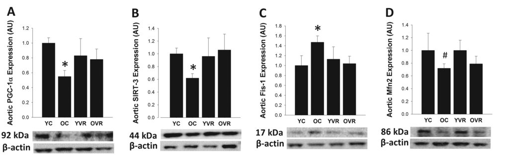 Voluntary aerobic exercise restores markers of arterial mitochondrial health in old mice. Aortic protein expression of PGC-1α (A), SIRT-3 (B), Fis1 (C), and Mfn2 (D) in arteries from young control (YC), old control (OC), young voluntary wheel running (YVR) and old voluntary wheel running (OVR) mice. Representative images are presented below each panel with corresponding images of normalizer (beta actin) taken from the same region of the same blot. Data are presented normalized to beta actin and relative to the mean of the YC group as means with error bars representing SEM, n=6-8/group. * p