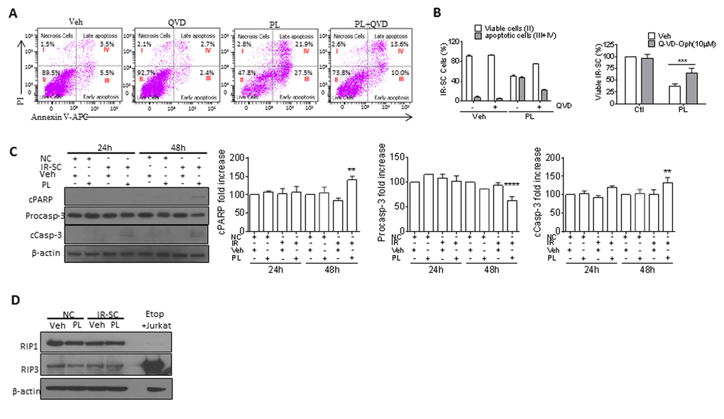 PL kills SCs by apoptosis. (A) Representative flow cytometric plots to measure apoptotic WI-38 IR-SCs at 48 h after treatment with vehicle (Veh), 10 µM PL, 10 µM Q-VD-Oph (QVD), or the combination of PL and QVD. (B) Quantification of the percentage of viable (gate II: PI− Annexin V−) and apoptotic (gates III and IV: PI− Annexin V+ and PI+ Annexin V+) (right) IR-SCs 48 h after treatment as in (A) (left), and quantification of the percentage of viable IR-SCs 72 h after treatment as in (A) (right). (C) Representative western blot and quantitative analysis of cleaved-poly(ADP-ribose) polymerase (cPARP), procaspase-3 (Procasp-3), cleaved caspase-3 (cCasp-3), and β-actin in NCs and WI-38 IR-SCs 24 h and 48 h after incubation with Veh or 10 µM PL. (D) Representative western blot analysis of RIP1, RIP3, and β-actin in WI-38 NCs and IR-SCs 24 h after incubation with Veh or 10 µM PL. A cell lysate of etoposide-treated Jurkat cells was used as a positive control. Data are represented as the mean ± SEM.