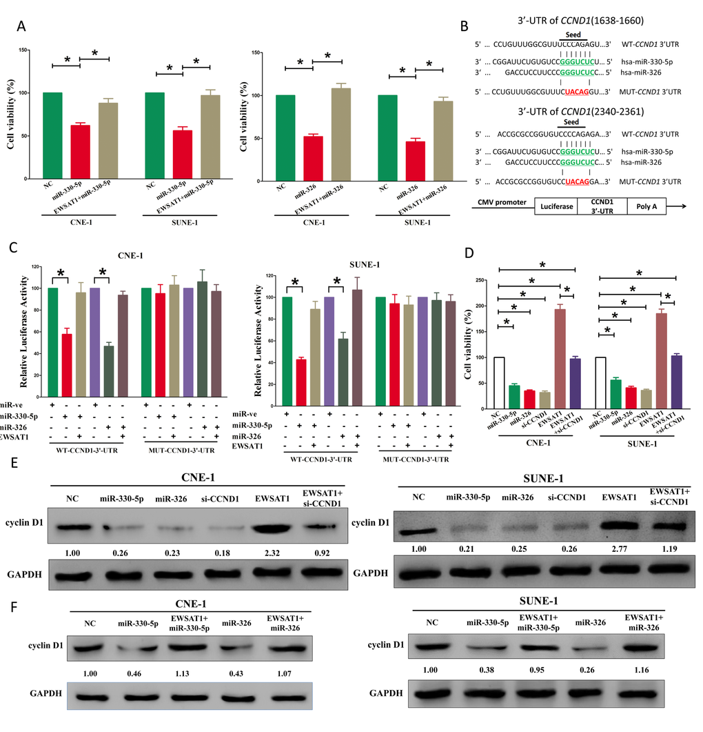 EWSAT1's oncogenic activity is in part through negative regulation of miR-326/330-5p, and then activation of cyclin D1 in NPC cells. (A) Up-regulated EWSAT1 in miR-326/330-5p treated CNE-1 and SUNE-1 cells, significantly reversed the growth-inhibitory role of miR-326/330-5p in NPC cells. (B) The 3'-UTR of cyclin D1 harbors two miR-326/330-5p cognate sites. (C) Relative luciferase activity of reporter plasmids carrying wild-type or mutant cyclin D1 3'-UTR in CNE-1 and SUNE-1 cells co-transfected with negative control (NC) or miR-326/330-5p mimic. (D) Statistical analysis of trypan blue staining. (E-F) Protein expression of cyclin D1 in miR-330-5p, miR-330-5p+EWSAT1, miR-326, miR-326+ewsat1, si-CCND1, EWSAT1, or EWSAT1+si-CCND1 treated CNE-1 and SUNE-1 cells. Assays were performed in triplicate. *P 