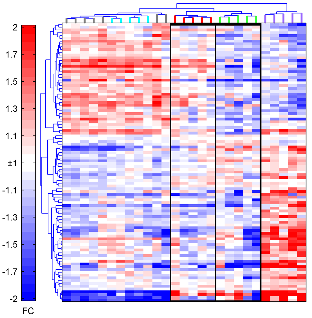 Heatmap of the top 100 probes identified by ANOVA. The top probes ranked by p-value clearly separate the samples into two arms, with aged AdC68-gDNP mice clustering into two groups and aged AdC68-NP mice separately from all the other groups. Young AdC68-NP: blue; Young AdC68-gDNP: gray; Aged AdC68-NP: purple; A1: red; A2: green.