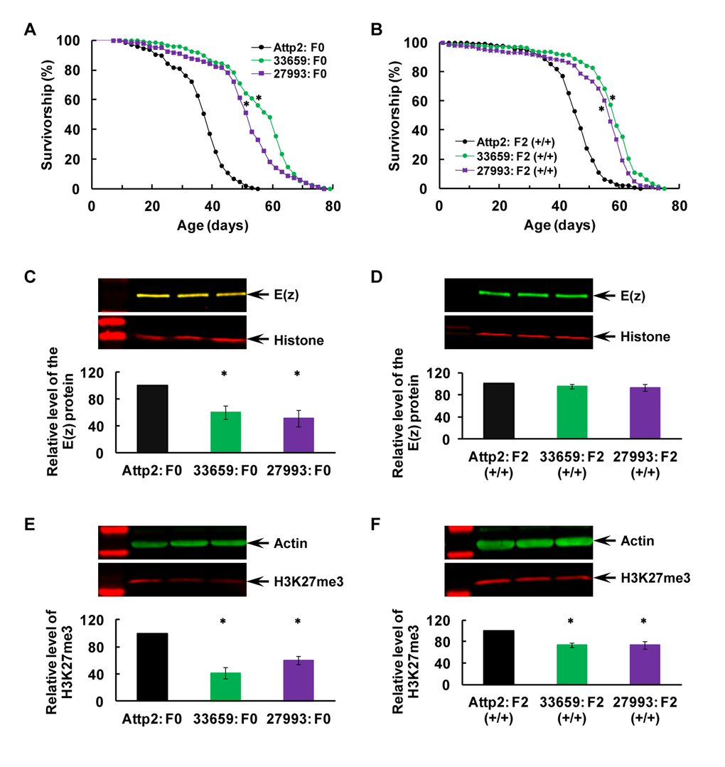 Transgenerational longevity extension and H3K27me3 downregulation after specific post-eclosion RNAi-mediated KD of the E(z) gene in the F0 parents. (A−B) Survival curves for virgin males, (C−D) E(z) protein level, and (E−F) H3K27me3 level in the F0 parents (A, C and E) and their F2 offspring (B, D and F). All the flies were raised on CD at all times. Specific RNAi-mediated KD of E(z) was induced twice per day via heat shock (25 → 37°C for 1 hour) for 7 days immediately after eclosion. Two independent lines were used (33659, in green; or 27993 in purple), with their parental line as the control (Attp2, in black). Genotypes: Attp2: F0 — HS-Gal4; Attp2 / +; +, 33659: F0 — HS-Gal4; 33659 RNAi / +; +, 27793: F0 — HS-Gal4; 27793 RNAi / +; +, Attp2: F2 (+/+) — +; + / +; +, 33659: F2 (+/+) — +; + / +; +, 27793: F2 (+/+) — +; + / +; +. N=145−149 for longevity analyses, and N=4 for western analyses of E(z) and H3K27me3. The asterisk (*) indicates a significant difference from control (see Table S1 for detailed analyses and specific P values).