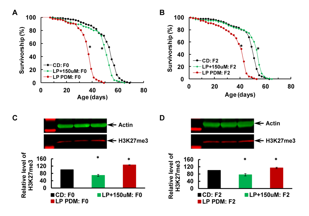 Transgenerational alleviation of the LP-induced longevity decrease after post-eclosion inhibition of the E(z) enzymatic function in F0 parents with EPZ-6438. (A−B) Survival curves for virgin males, and (C−D) H3K27me3 level in the F0 parents (A and C) and their F2 offspring (B and D). The F0 parents were subjected to the 7-day PDM with the LP diet (in red) along or LP diet containing EPZ-6438 at the concentration of 150 μM (LP+150μM; in green) and with CD as the control (in black). N=96−99 for longevity analyses, and N=4 for western analyses of H3K27me3. The asterisk (*) indicates a significant difference from control (see Table S3 for detailed analyses and specific P values).