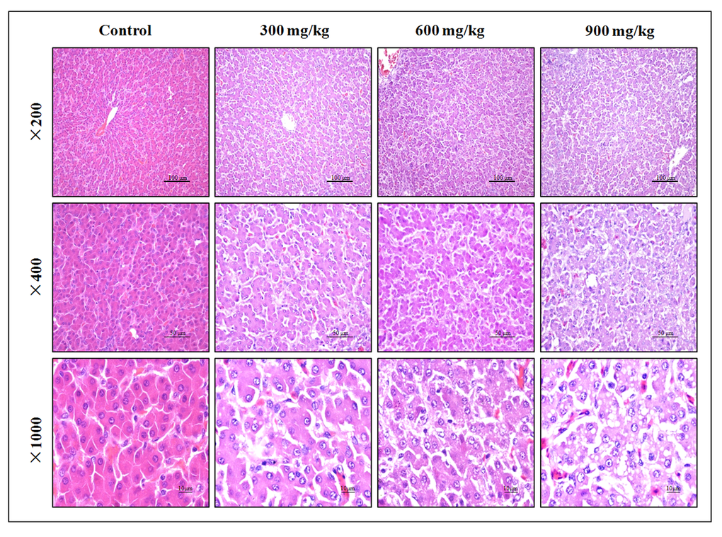 Histopathological changes in the liver at 42 days of age. Control group: No changes are observed; 300 mg/kg group: Hepatic cells show slight granular and vacuolar degeneration; 600 mg/kg group: Hepatic cells show granular, vacuolar and fatty degeneration. 900 mg/kg group: Hepatic cells show marked granular, vacuolar and fatty degeneration. (H·E).