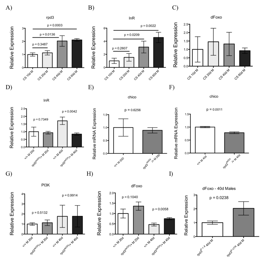 rpd3 reduction decreases IIS. (A-C) Aging affects rpd3 and InR mRNA levels. The levels of rpd3 (A), InR (B) or dfoxo (C) mRNA in the heads and thoraces of Canton S (CS) wild type male flies at 10, 20, 40 or 60 days determined by qPCR. Controls show an age-related increase in rpd3 and InR mRNA levels. (D-I) The levels of InR (D), chico (E,F), PI3K (G), and dfoxo (H) mRNA in heads and thoraces of rpd3def/yw male flies at ages 20 and 40 and their genetic controls determined by qPCR. (I) The levels of dfoxo mRNA are increased in thoraces of rpd3P-UTR/CS male flies compared to rpd3P-1.8/CS controls at 40 days (n=3, A-H: 30 heads and thoraces per replicate. I: 30 thoraces per replicate. p as noted, t test).
