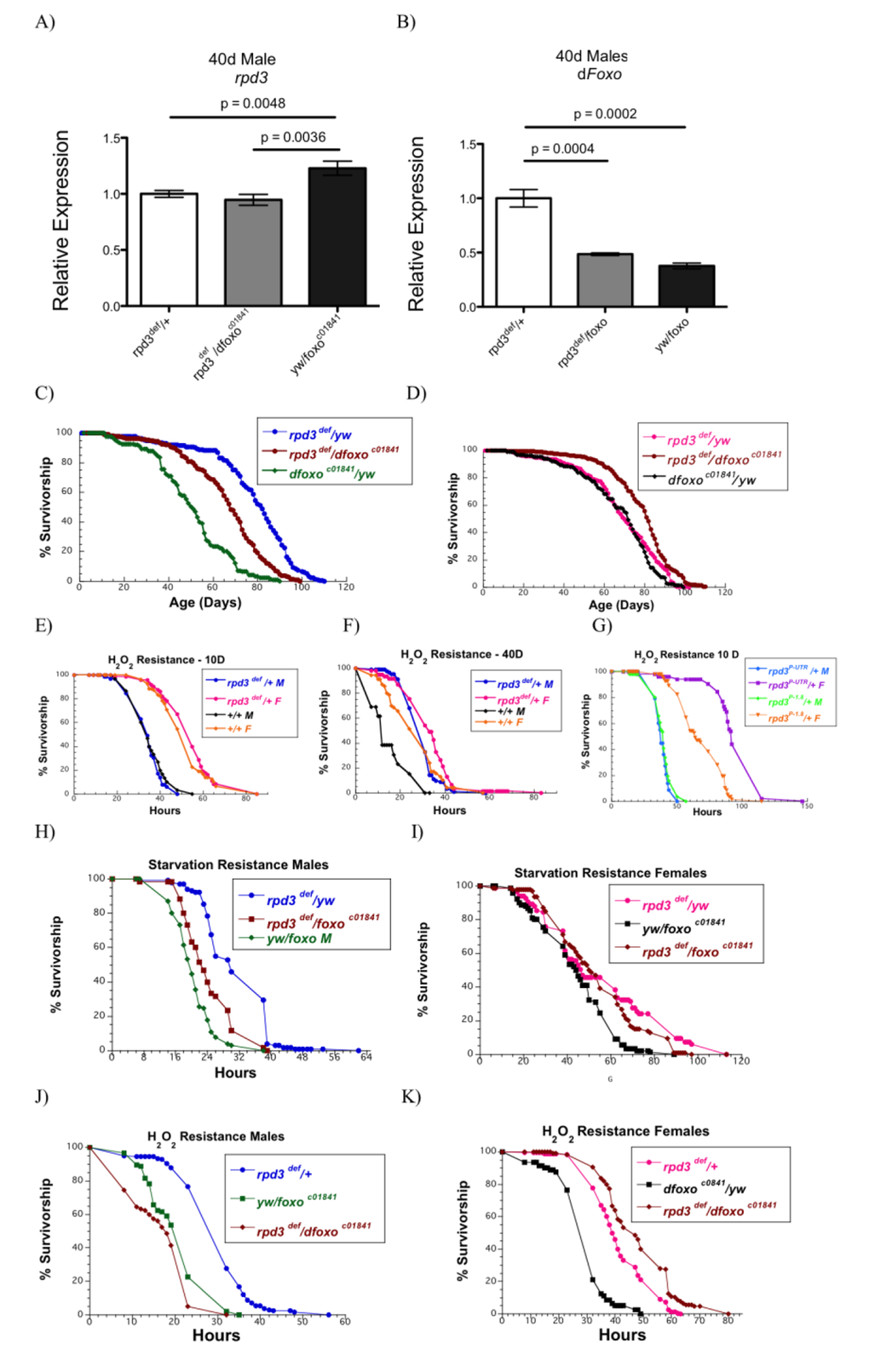 dfoxo partially mediates effects on longevity and stress resistance observed in male rpd3 mutant flies. (A, B) rpd3 (A) and dfoxo (B) mRNA levels in the heads and thoraces of rpd3def/yw, rpd3def/dfoxoc01841and dfoxoc01841/yw male flies at 40 days determined by qPCR (n=3, 30 Heads and thoraces per replicate. p as noted, t test, error bars represent SEM). (C,D) Survival curves of male (C) and female (D) rpd3def/yw, rpd3def/dfoxoc01841 and dfoxoc01841/yw flies. (E-F) Survival curves of rpd3def/+ and control flies male and female flies on 5% H2O2 at age 10 (E) and 40 (F) days. (G) Survival curves of rpd3P-UTR/+ and rpd3P-1.8/+ male and female flies exposed to 5% H2O2 at age 10 days of age. (H, K) Survival curves for male (H, J) and female (I, K) rpd3def/yw, rpd3def/dfoxoc01841 and dfoxoc01841/yw flies during starvation (H, I) or on 5% H2O2 (J, K) at age 40.