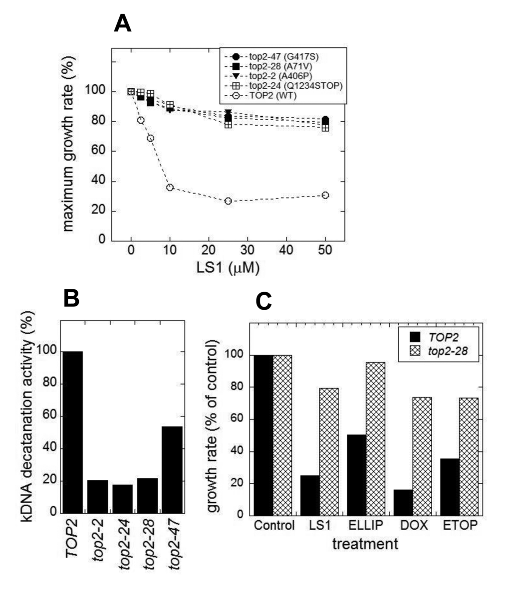 top2 hypomorphic mutants confer resistance to LS1 and other Top2 poisons. LS1 resistant top2 mutants were selected as described in Methods and Methods using the host JN394 top2ts2-4 rad52∆ strain in combination with hydroxylamine mutagenesis of the YCpDED1-TOP2 plasmid that complements the chromosomal top2ts2-4 allele. (A) LS1 sensitivity of four representative LS1 resistant top2 alleles. Growth rates were determined using the BioScreen C system and fit using the BGFit web-server as described in Materials and Methods. LS1 resistant top2 alleles also confer resistance to other Top2 poisons. (B) Cell extracts from strains LS1 resistant top2 alleles exhibit reduced Top2 activity using the kDNA assay. (C) top2-28 cells exhibit increased resistance to multiple Top2 poisons, including LS1, ellipticine (ELLIP), etoposide (ETOP) and doxorubicin (DOX). All poisons were used at a concentration of 50µM and growth rates were compared to control (0.1% DMSO) and determined as in panel (A).