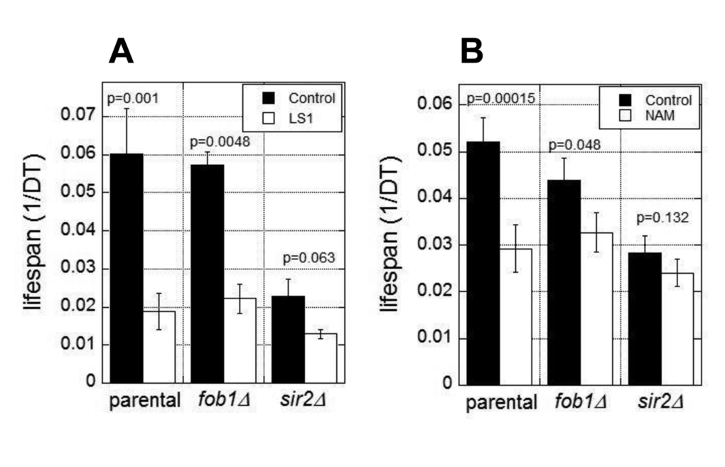 Lifespan shortening activity of LS1 is independent of 2μ circles and Sir2. DEAD assays were performed in the presence and absence of 5µM LS1 (A) or 1mM NAM (B) in parental (BB579), fob1∆, or sir2∆ strains as described in Materials and Methods. Data represent the average of three biological replicates. Error bars represent standard deviation.