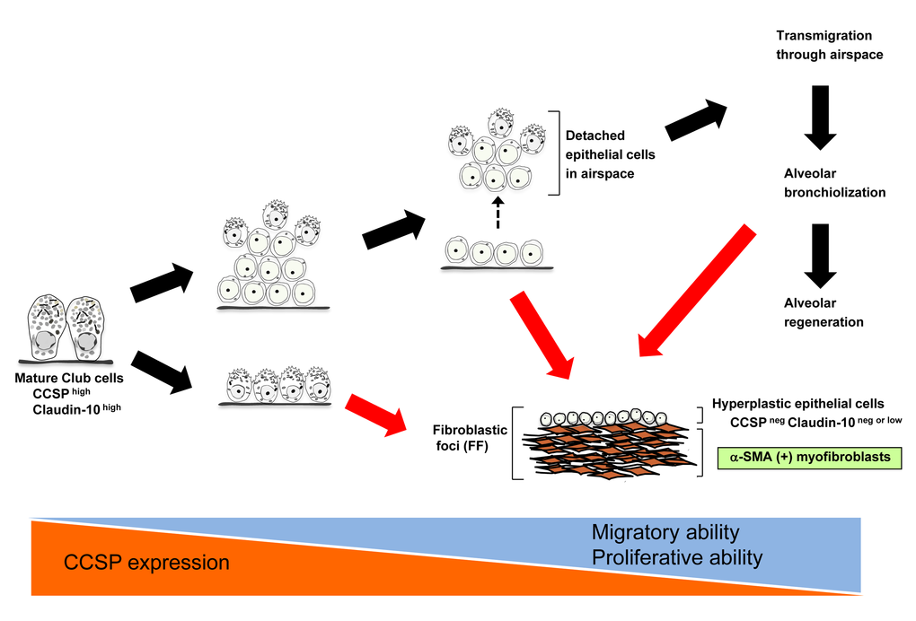 A hypothesized model of club cell involvement in IPF pathogenesis. Black arrows denote putative reparative cascades by club cells. Red arrows denote our hypothesis regarding how club cell phenoconversion leads to the formation of fibroblastic foci (FF) in IPF development.