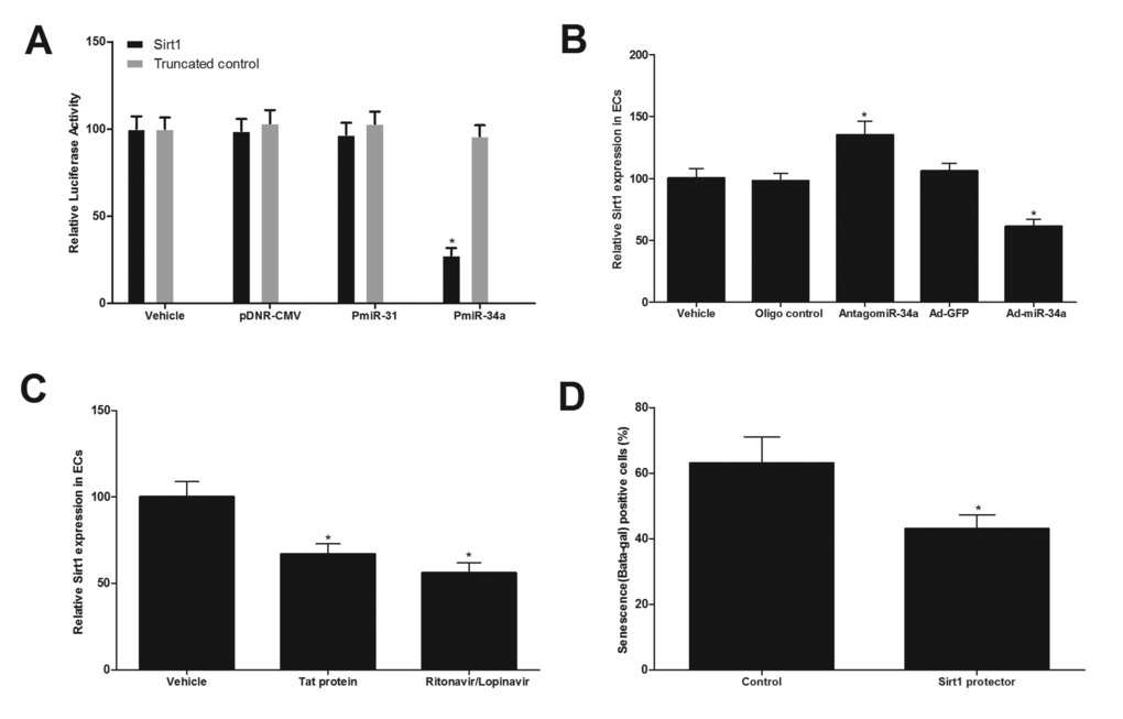 Sirt1 is a direct target gene of miR-34a that is related to HIV-Tat protein and antiretroviral agents-induced vascular aging. (A) pmiR-miR-34a, but not pmiR-31 or pDNR-CMV, inhibited luciferase activity. (B) the expression of Sirt1, was increased by miR-34a knockdown via antagomiR-34a (30 nM), but was decreased by miR-34a over expression via Ad-miR-34a (30 MOI). (C) The expression of Sirt1 in ECs was decreased by HIV-Tat protein or antiretroviral agents. (D) miR-34a-mediated senescence of cultured ECs was partially inhibited by the protector of Sirt1(30 nM). Note: n=6; *p