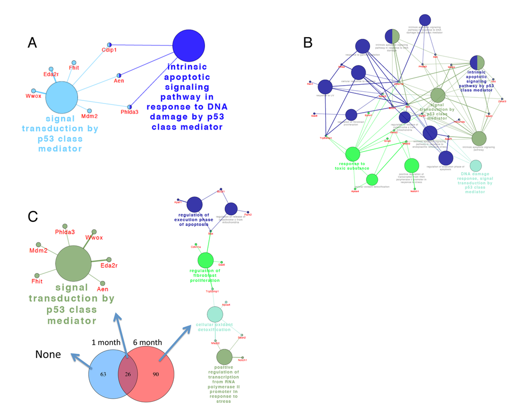 ClueGo network analysis of differentially expressed genes reveal robust activation of p53-related pathways. Differentially expressed genes 2 days after DEN in 1-month old (A) and 6-month-old mice (B) and common and exclusively differentially expressed genes between the two ages (C), were annotated in the context of the GO database, and the relationships among these annotated terms were calculated and grouped by ClueGO to create an annotation module network. Functionally grouped networks with pathways and genes are shown. The node size represents the term enrichment significance.