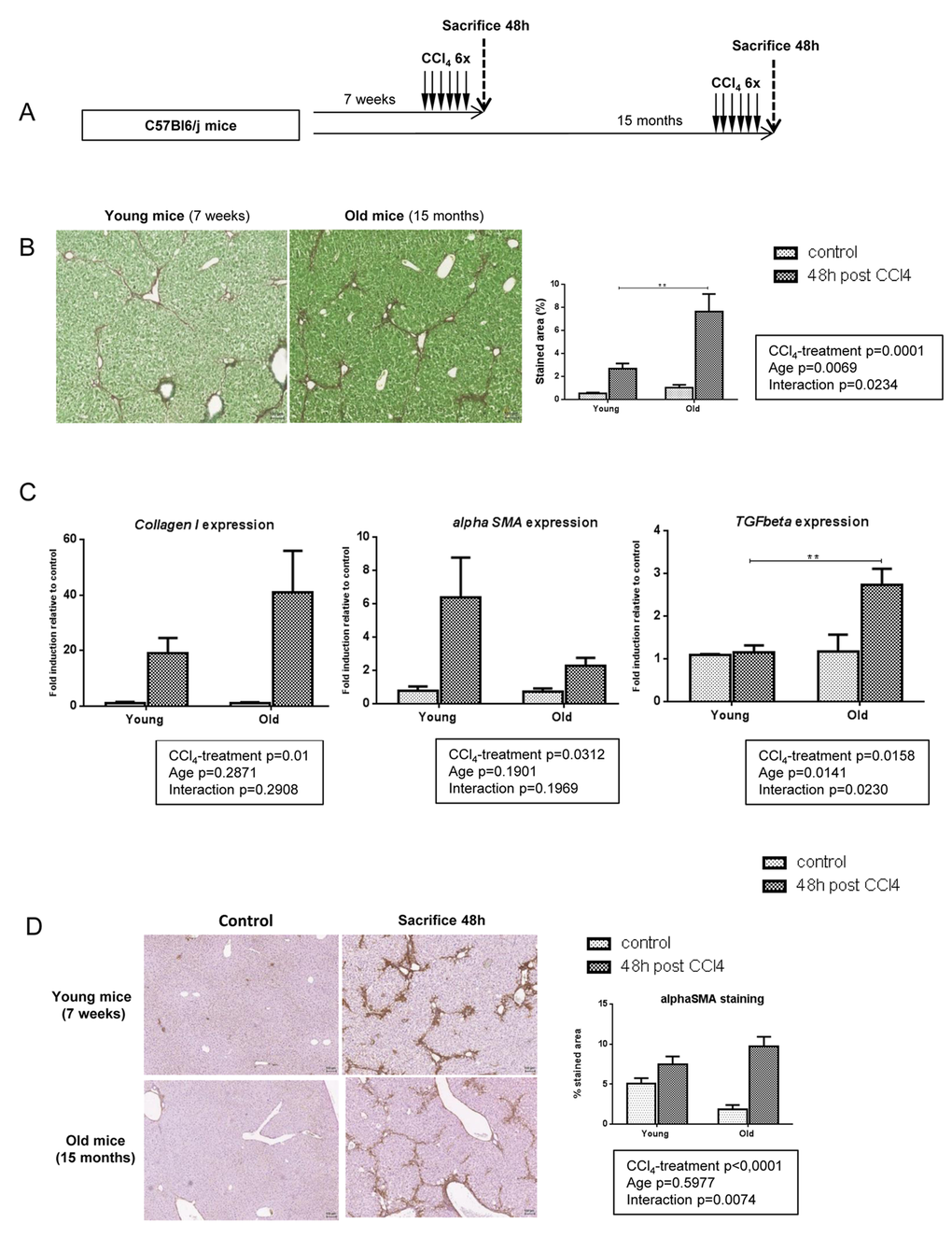 More severe liver fibrosis in old mice independently of profibrogenic processes. (A) CCl4 was injected three times a week for two weeks to young and old mice (n=6/group). Livers were harvested two days after the last injection. (B) Sirius red stained liver sections in CCl4-treated mice (magnification 80x). Scale bare 100µm. Collagen fibers were evaluated as percentage of stained area in the section (n=6/group). (C) Hepatic gene expression of Collagen I, alphaSma and Tgfbeta (Mean ± SEM) (n=6/group). (D) Activated stellate cells were identified by alphaSMA immunohistochemistry staining in young and old mice 48 hours after the last CCl4 injection (magnification 80x) (n=6/group). Scale bare 100µm. Statistical analysis was performed by two-way ANOVA for repeated measures (boxes) followed by Bonferroni’s post-hoc correction. **P