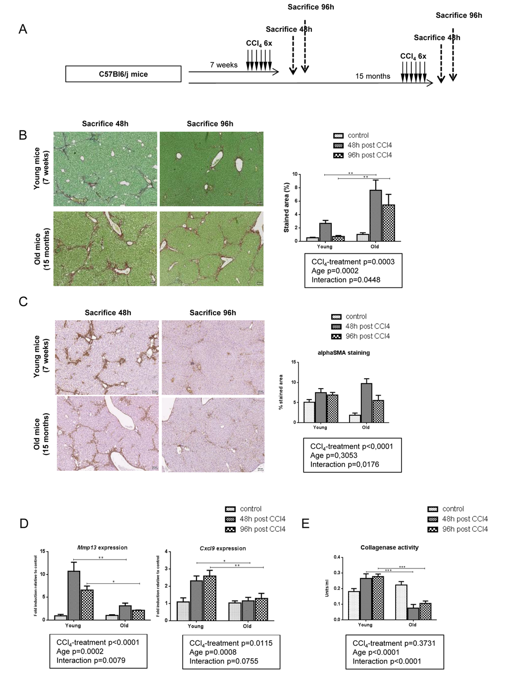 Impaired fibrolysis precludes fibrosis reversal in old mice. (A) CCl4 was injected three times a week for two weeks to young and old mice (n=6/group). Livers were harvested 48h or 96h after the last injection. (B) Sirius red stained liver sections in CCl4-treated young and old mice (magnification 80x). Collagen fibers were evaluated as percentage of stained area in the section (n=6/group). Scale bare 100µm. (C) Activated stellate cells were identified by alphaSMA immunohistochemistry staining in young and old mice 48 and 96 hours after the last CCl4 injection (magnification 80x) (n=6/group). Scale bare 100µm. (D) Hepatic gene expression of Mmp13 and Cxcl9 (Mean ± SEM) (n=6/group). (E) Collagenase activity was measured in controls and CCl4-treated groups (Mean ± SEM) (n=6/group). Results are expressed in units/ml. One unit of collagenase activity is defined as the cleavage of 1 mg of collagen per minute. Statistical analysis was performed by two-way ANOVA for repeated measures (boxes) followed by Bonferroni’s post-hoc correction. *P