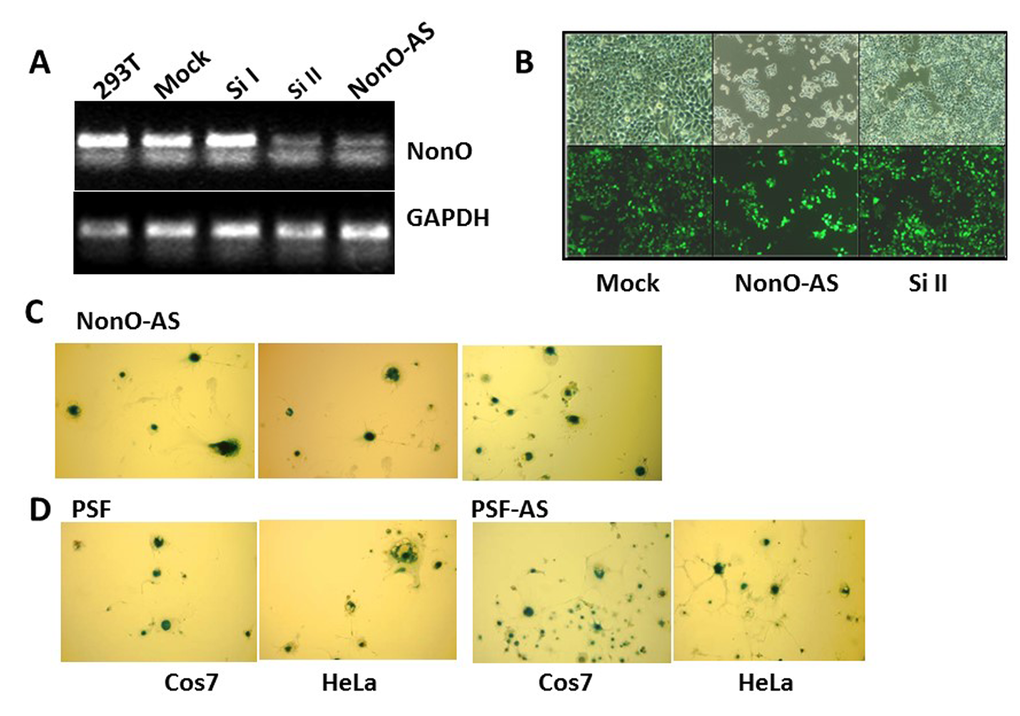 Knockdown of NonO or PSF induces senescence. (A) Knockdown efficiencies for NonO siRNAs (si) and antisense (AS) cloned in pSuper-GFPNeo. Total RNA was isolated from 293T cells harvested 48 hr after calcium phosphate transfection with 10 μg either Si I or Si II silencing RNAs or with NonO AS DNA. Approximately 0.5 μg total RNA was reverse transcribed into cDNA which was analyzed by semi-quantitative PCR. (B) Growth reduction 72 hr post NonO knockdown as assessed by expression of pSuper-encoded GFP fluorescence microscopy at 1X and 10X magnification. (C) AS knockdown of NonO promotes senescence in Cos7 cells. G418-selected NeoR clones of Cos7 or HeLa transfectants assayed at the indicated population doubling (PD) by SA-β-gal staining. (D) Overexpression (OE) or knockdown (AS) of PSF expression induces senescence in Cos7 or HeLa cells analyzed in bulk 96 hr following transfection.