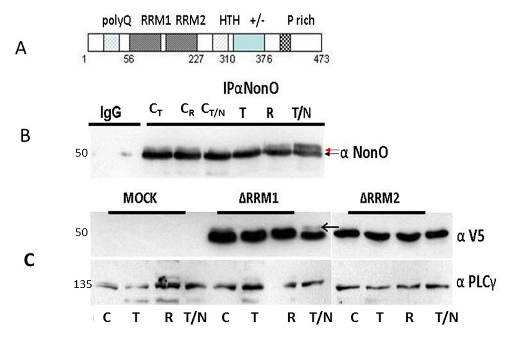 Posttranslational modification of NonO during mitosis. (A) Schematic of NonO domains. polyQ, polyglutamine tract; RRM1 and 2, RNA Recognition Motifs; HTH, predicted helix-turn-helix domain; +/-, highly charged region; P, proline-rich. (B) The molecular weight of NonO (50 kD) is increased by post-translational modification at G2/M. Cells were lysed after 16 hr (T)thymidine pulse, then released for 8h (R) prior to incubation for 16h in nocodazole (T/N). NonO was immunoprecipitated with mouse anti (α)-NonO mAb and detected by Western blotting with rabbit polyclonal α-NonO; mouse IgG served as negative control. As controls, non-synchronized cells were lysed at the indicated time points in the same buffer (CT: 16 h thymidine; CR: 8h release; CN/T: 16 h nocodazole). A doublet is observed in control, but not in G2/M arrested cells. Modified NonO levels (upper arrow) increase between G1/S (thymidine-arrested) and G2/M (nocodazole-arrested) phases. (C) The NonO RRM2 domain is targeted by cell cycle-dependent modification. NonO deletion (Δ) mutants were analyzed under lysate and treatment conditions described above. The construction of NonO ΔRRM1 (lacking residues 87-160) and ΔRRM2 (lacking residues 160-227) is detailed in Materials and Methods. Protein loads in Western analyses were confirmed by anti-PLCγ (135 kD). NonO-deletion mutants were detected via their V5-N-terminal tags.
