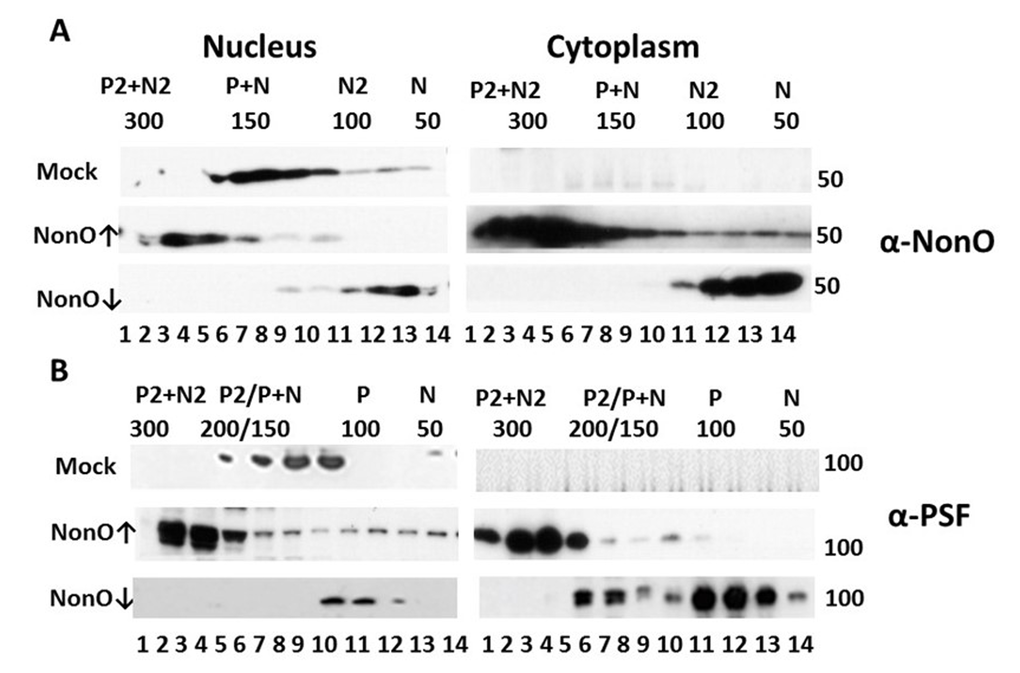 Perturbation of NonO-PSF stoichiometry induces nuclear to cytoplasmic relocalization during senescence induction. Up- (indicated by ↑) or down (↓)-modulation of NonO levels leads to nuclear exit and altered stoichiometry of NonO (A) and PSF (B). Human BJ diploid fibroblasts were transfected with NonO (↑) or with NonO-AS (↓) and whole cell lysates were prepared just prior (day 8) to when senescence is observed (Fig. 1D). Nuclear and cytoplasmic extracts were prepared and then fractionated by Superose 6 FPLC under high salt conditions (400 mM KCl) to determine PSF (P) and NonO (N) elution profiles. Approximate masses in each fraction were assessed relative to the mobility of ferritin (440 kDa), catalase (232 kDa), lactate dehydrogenase (140 kDa), and albumin (66 kDa) run on parallel columns (Suppl. Fig. 6). Each fraction (indicated by numbers below the lanes) was concentrated and analyzed by Western blotting with anti-NonO (A) and PSF (B) antibodies. PSF (~100 kDa) and NonO (~50 kDa) elute either as monomers (P or N) or as part of a larger complex corresponding to homodimers (P2 or N2), heterodimers (P+N) and heterotetramers (P2+N2).