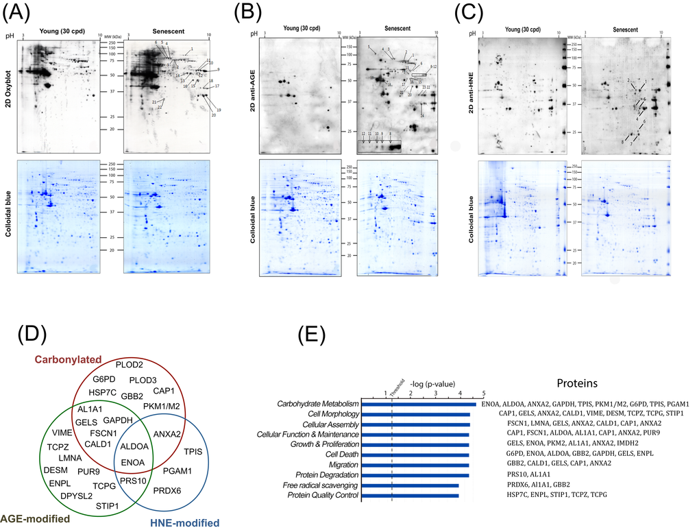 Identification and data mining of modified proteins. Cellular protein extracts from young (30 CPD) and senescent human myoblasts were separated by two-dimensional gel electrophoresis. After the second dimension, gels were either stained with colloidal Coomassie Brilliant Blue G (bottom panels) or electrotransferred onto nitrocellulose membranes for subsequently detection of: carbonylated proteins using the OxyBlotTM kit (A); glycoxidation protein adducts (B) and HNE-modified proteins (C). Presented results are from one representative experiment of three independent experiments using three different batches of cells. Numbers refer to the spots evidenced as consistently increased in senescent cells identified by MS/MS. (D) Venn diagram depicting the distribution of proteins in relation with the modifications studied (see also Table S1, Table S2 and Table S3). (E) Modified proteins were grouped into functional categories through the use of Ingenuity Pathways Analysis. The bars represent the biological functions identified, named in the x-axis. The dotted line represents the threshold above which there are statistically significantly more proteins in a biological function than expected by chance. The identified proteins associated with each pathway are indicated.