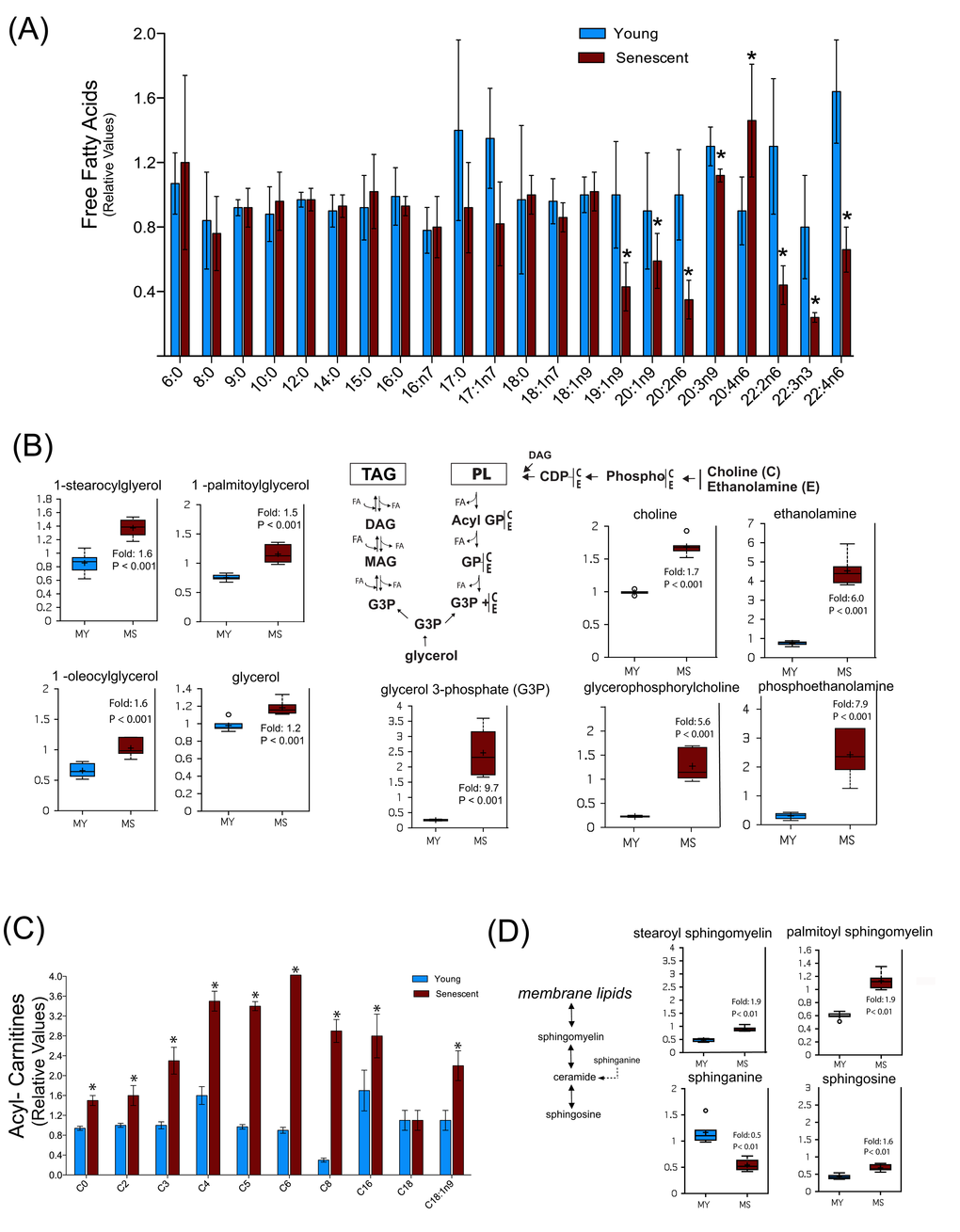 Senescent satellite cells exhibit altered lipid metabolism. (A) Free fatty acids profiling in young (MY) and senescent myoblasts (MS). (B) Increased glycerolipids turnover in senescent cells. PL: phospholipids; TAG: triacylglycerols; DAG: diacylglycerols; MAG: monoacylglycerols; FA: fatty acids; GP: glycerol phosphate. C: choline; E: ethanolamine. (C) Free carnitine and acylcarnitine profiling. The acyl chain length (c) is denoted by the corresponding metabolite number (e.g., C0 = free carnitine, C2 = acetylcarnitine; C3 =proprionylcarnitine). (D) Sphingolipids metabolism in young and senescent myoblasts. Data are expressed as mean ± S.E.M of six independent experiments. * p 