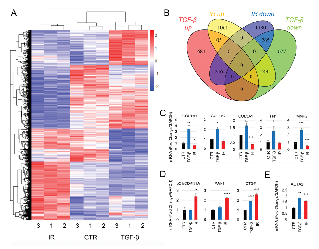 Senescence- and TGF-β1-induced myofibroblasts have divergent gene expression profiles. (A-B) RNA-sequencing analysis of HFFF2 cells treated with TGF-β1 (2 ng/ml) or irradiation (10Gy) and grown for 7 days. (A) Unsupervised hierarchical clustering of the expression levels of differentially expressed genes (DEGs; FDR adj. pB) Venn diagram showing the number of DEGs up- or downregulated in TGF-β1 and irradiated fibroblasts compared to controls. (C-E) RT-PCR measurements of mRNA expression levels of genes associated with myofibroblasts (C, E) and senescence (D) in HFFF2 cells used in the RNA-sequencing. Data are presented as mean ±SEM and statistics are shown for t-tests compared to control group. See also Supplementary Fig. S4.