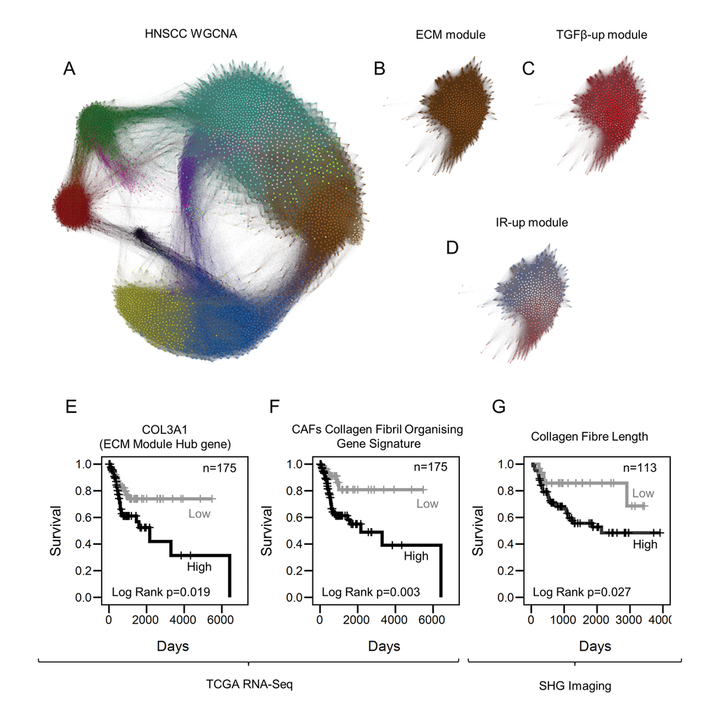 Collagen fiber deposition impacts tumor progression. (A) Gephi network graph where each node represents a gene labelled by color according WGCNA module assignment. Distance between nodes is represented by the TOM connectivity measure. The brown module is the ECM module. (B) ECM module extracted from panel A. (C) Network graph of the ECM module where nodes are color coded according to the correlation with TGF-β1-up DEGs, summarized by a signature eigengene. Red and blue colors show positive and negative correlation, respectively. (D) Correlation of IR-up DEGs with members of the ECM module (color range described above). (E-F) Kaplan-Meier curves showing survival rates in HNSCC patients with greater than average expression of genes associated with myofibroblasts stratified for COL3A1 (E) and CFOG expression (F). (G) Kaplan-Meier curves showing disease specific survival (DSS) rates in HNSCC patients with moderate or high stromal SMA expression (measured by immunohistochemistry), stratified by collagen fiber elongation measured by Second Harmonic Generation imaging. See also Supplementary Fig. S5.