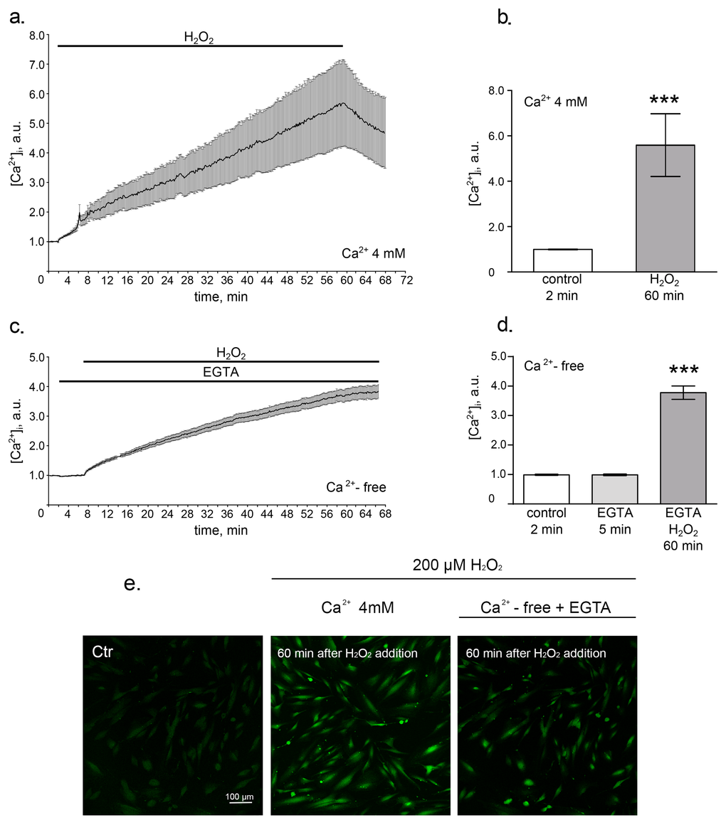 Oxidative stress induces intracellular calcium increase. hMESCs were treated with 200 µM H2O2 for 1 h and intracellular calcium levels were determined using Fluo-3 imaging techniques. (a) Time course of the relevant increase of [Ca2+]i during 1 h H2O2 treatment in Ca2+-containing solution. Number of cells = 24. (b) Histogram, based on the data from (a), reflecting the relevant values of [Ca2+]i on 2 min in control and on 60 min after H2O2 addition. (c) Time course of the relevant increase of [Ca2+]i during 1 h H2O2 treatment in Ca2+-free solution containing 4mM EGTA. Number of cells = 28. (d) Histogram, based on the data from (c), reflecting relevant values of [Ca2+]i in Ca2+-free basic solution on 2 min in control, on 5 min of EGTA action and on 60 min of H2O2 action. (e) Confocal images of hMESCs loaded with Fluo-3AM on 2 min of control, on 60 min of H2O2 action in Ca2+-containing solution and on 60 min of H2O2 action in Ca2+-free solution with EGTA. Scale bar is 100 µm and valid for all images. Values are M ± Std.Er. *** p