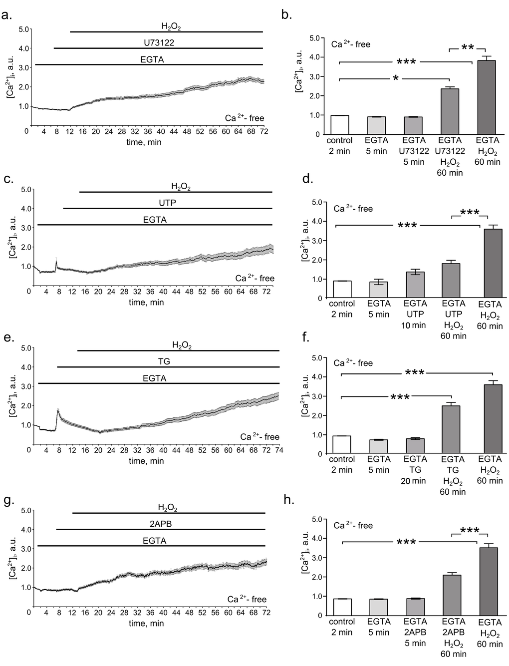 PLC/IP3/IP3R pathway mediates H2O2-induced intracellular calcium elevation in hMESCs. All measurements were done in Ca2+-free basic solution supplemented with 4 mM EGTA in 2 min after the beginning of the imaging, which further was present throughout the whole experiment. (a) Time course of the relevant [Ca2+]i increase during 5 min of 1 µM U73122 pretreatment followed by 60 min of 200 µM H2O2 stimulation. (b) Histogram based on the data from (a), reflecting the relevant values of [Ca2+]i on 2 min in control, on 5 min of EGTA alone action, on 5 min of U73122 action, on 60 min of U73122 + H2O2 action, and on 60 min of H2O2 alone action. Number of cells = 24. (c) Time course of the relevant [Ca2+]i increase in H2O2-stimulated hMESCs pretreated with 100 µM UTP for 10 min. (d) Histogram, based on the data from (c), reflecting the relevant values of [Ca2+]i on 2 min in control, on 5 min of EGTA alone action, on 10 min of UTP action, on 60 min UTP + H2O2 action, and on 60 min of H2O2 alone action. Number of cells = 29. (e) Time course of the relevant [Ca2+]i increase during 20 min of 1 µM TG pretreatment followed by 60 min of 200 µM H2O2 stimulation. (f) Histogram based on the data from (e), reflecting the relevant values of [Ca2+]i on 2 min in control, on 5 min of EGTA alone action, on 20 min of TG action, on 60 min TG + H2O2 action, and on 60 min of H2O2 alone action. Number of cells = 31. (g) Time course of the relevant [Ca2+]i increase in H2O2-stimulated hMESCs pretreated with 50 µM 2-APB for 5 min. (h) Histogram based on the data from (g), reflecting the with relevant values of [Ca2+]i on 2 min in control, on 5 min of EGTA alone action, on 5 min of 2-APB action, on 60 min 2-APB + H2O2 action, and on 60 min of H2O2 alone action. Number of cells = 28. Results are shown as M ± Std.Er. *p