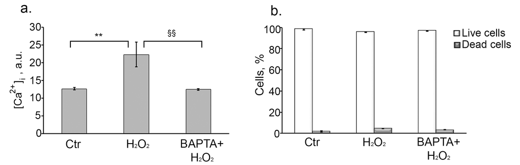 Loading cells with BAPTA effectively decreases H2O2-induced [Ca2+]i elevation, and has no effect on cell viability. Cells were either pretreated or not with 10 µM BAPTA (loading procedure is described in “Materials and Methods” section), then were subjected to 200 µM H2O2 for 1 h with the following H2O2 replacement and cell cultivation under normal conditions for the indicated time. (a) Intracellular calcium levels measured by FACS after staining hMESCs with the fluorescent probe Fluo-3AM at day 6 after the oxidative stress. (b) Application of 10 µM BAPTA had no effect on viability of H2O2-treated hMESCs. The percentage of viable cells was evaluated in 24 h after H2O2 treatment by FACS analysis as described in “Materials and Methods” section. M ± Std.dev., N=3. **p˂0.005, versus control; §§p˂0.005, versus H2O2-treated cells by Student’s t-test. Ctr – untreated cells.