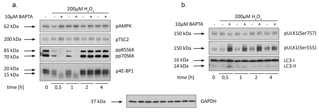 BAPTA induces an AMPK-dependent autophagy in H2O2-treated hMESCs. Cells were treated as indicated in the legend to Figure 3 and were subsequently analyzed by western blotting with the indicated antibodies. (a) Western blot analysis of pAMPK, pTSC2, p70S6K and p4E-BP1 at the various time points after H2O2 addition. (b) Alterations in ULK1 phosphorylation at Ser757 and Ser555 as well as LC3 lipidization induced by BAPTA pretreatment in H2O2-stimulated cells. Representative results of the three experiments are shown in the Figure. GAPDH was used as loading control.