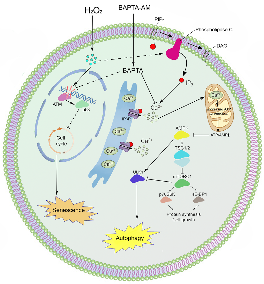 An interaction scheme displays the proposed molecular mechanism of intracellular calcium involvement in the premature senescence and autophagy of hMESCs under oxidative stress.