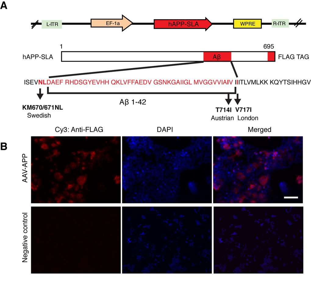 Production of an AAV vector to express human mutated APP. (A) Adeno-associated virus construct encoding for the 695 amino acid isoform of the human APP harbouring three pathogenic mutations (hAPP-SLA). The mutations in the APP sequence are highlighted. S: Swedish, L: London, A: Austrian mutations. (B) A HEK cell line was transfected with the viral vector expressing APP-SLA. Cells were positive for APP (red) and visualized with the anti-FLAG antibody. Negative control: HEK cells without being transduced with the viral vector and stained with the anti-FLAG antibody. Scale bar = 50 µm.