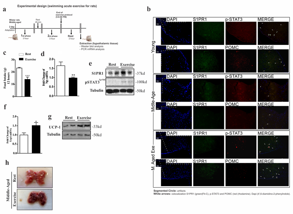 Acute exercise improves S1PR1/STAT3 in the hypothalamus of rats. Experimental design (a). Single and double-immunostaining was performed to evaluate the co-localization of S1PR1 (green) with STAT3 phosphorylation and POMC (red) in the third ventricle young, Middle-Aged and Middle-Aged exercised of rats (b). The hypothalamic extraction for analysis was made 3 hours after the acute protocol exercise. Food intake over 12 hours (c) (n= 8 per group). Hypothalamic NPY mRNA levels (d) (n=6–7 per group). Western blot showing S1PR1 expression and STAT3 phosphorylation (e) in the hypothalamus of middle-aged vs. middle-aged exercised (n=6 per group). UCP1 mRNA levels in BAT (f) (n=6 per group). Western blot showing UCP1 expression in BAT (g) and Image of BAT (n=6 per group) (h). The samples of hypothalamus and BAT were extracted after three hours of exercise. The Student’s t-test was performed where (c) ***p