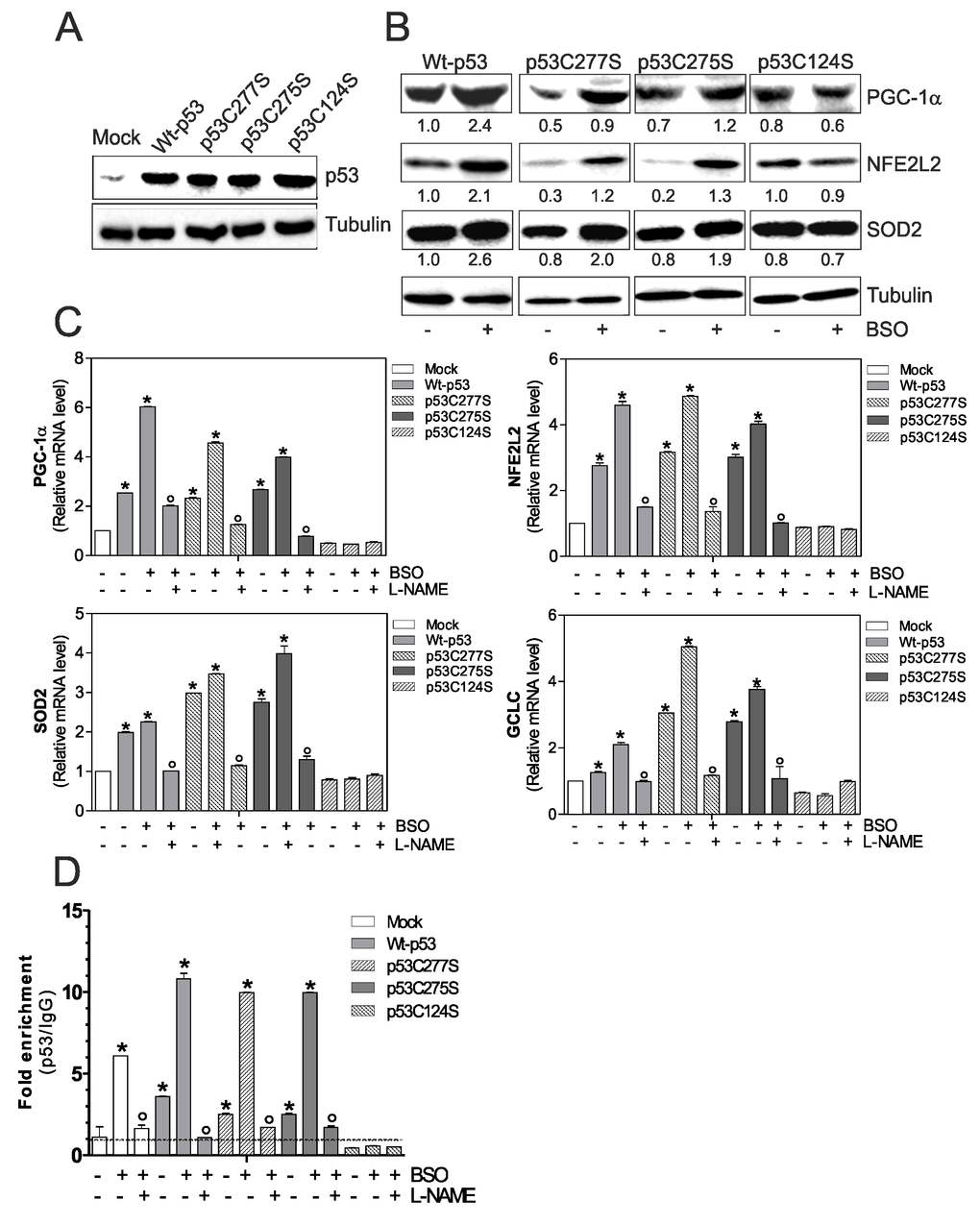p53C124S mutant fails to induce NO/PGC-1α-mediated antioxidant pathway in C2C12 myoblasts. (A, B) C2C12 myoblasts were transfected with pcDNA3.1 vector containing cDNA for wild type p53 (Wt-p53), three single p53 mutants in DBD (p53C277S, p53C275S, p53C124S) or with empty vector (Mock). After 15 h from transfection, myoblasts were treated with 1 mM BSO for 24 h. Cells were lysed and 20 μg of proteins were loaded for Western blot analysis of p53, PGC-1α, NFE2L2 and SOD2. Tubulin was used as loading control. Numbers indicate the density of immunoreactive bands calculated using the Software Quantity one (Bio-Rad) and reported as the ratio of PGC-1α, NFE2L2 and SOD2/Tubulin. (C) L-NAME (100 μM) was added 1 h before BSO treatment (15 h) and maintained throughout the experiment. Total RNA was isolated and relative mRNA levels of PGC-1α, NFE2L2, SOD2 and GCLC were analyzed by RT-qPCR. Data are expressed as means ± S.D. (n=4; *pvs Mock; °pvs BSO-treated cells). (D) ChIP assay was carried out on cross-linked nuclei from Mock, Wt-p53, p53C277S, p53C275S and p53C124S cells using p53 antibody followed by qPCR analysis of p53RE. Dashed line indicates the value of IgG control. Data are expressed as means ± S.D. (n=3; *pvs Mock; °pvs BSO-treated cells). All the immunoblots reported are from one experiment representative of four that gave similar results.