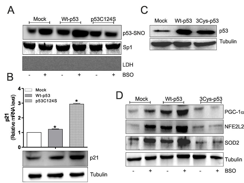 p53C124S mutant does not undergo S-nitrosylation after BSO treatment in C2C12 myoblasts. (A) C2C12 myoblasts were transfected with pcDNA3.1 vector containing cDNA for wild type p53 (Wt-p53), single p53 mutant in DBD (p53C124S) or with empty vector (Mock). After 15 h from transfection myoblasts were treated with 1 mM BSO for 24 h. Nuclear proteins (500 μg) were subject to S-NO derivatization with biotin. After Western blot the nitrocellulose was incubated with p53 antibody for detection of p53-SNO. Sp1 was used as loading control. The possible presence of cytoplasmic contaminants was tested by incubating nitrocellulose with rabbit anti-LDH. (B) Upper: Total RNA was isolated and relative mRNA level of p21 was analyzed by RT-qPCR . Data are expressed as means ± S.D. (n=3; *pBottom: Cells were lysed and 20 μg of proteins were loaded for Western blot analysis of p21. Tubulin was used as loading control. (C, D) C2C12 myoblasts were transfected with pcDNA3.1 vector containing cDNA for wild type p53 (Wt-p53), triple p53 mutant in DBD (C277S, C275S and C124S) (3Cys-p53) or with empty vector (Mock). After 15 h from transfection myoblasts were treated with 1 mM BSO for 24 h. Cells were lysed and 20 μg of proteins were loaded for Western blot analysis of p53, PGC-1α, NFE2L2 and SOD2. Tubulin was used as loading control. All the immunoblots reported are from one experiment representative of five that gave similar results.