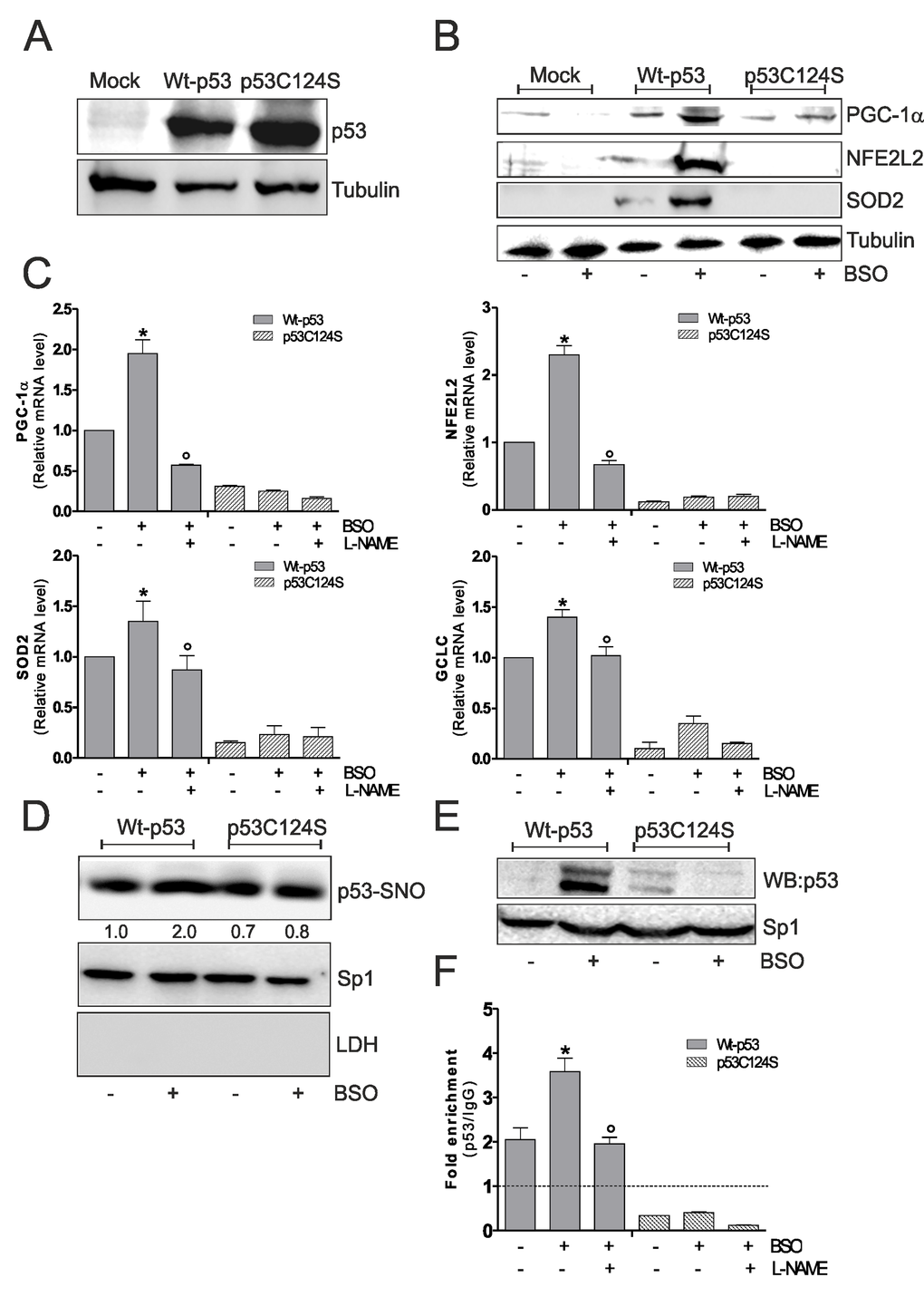 NO/PGC-1α-mediated antioxidant pathway is inhibited after p53C124S overexpression in p53-null NCI-H1299 cells. (A, B) NCI-H1299 cells were transfected with pcDNA3.1 vector containing cDNA for wild type p53 (Wt-p53), single p53 mutant in DBD (p53C124S) or with empty vector (Mock). Cells were lysed and 20 μg of proteins were loaded for Western blot analysis of p53, PGC-1α, NFE2L2 and SOD2. Tubulin was used as loading control. (C) L-NAME (100 μM) was added 1 h before BSO treatment (15 h) and maintained throughout the experiment. Total RNA was isolated and relative mRNA levels of PGC-1α, NFE2L2, SOD2 and GCLC were analyzed by RT-qPCR. Data are expressed as means ± S.D. (n=3; *pvs untreated Wt-p53; °pvs BSO-treated Wt-p53 cells). (D) Nuclear proteins (500 μg) were subject to S-NO derivatization with biotin. After Western blot the nitrocellulose was incubated with p53 antibody for detection of p53-SNO. Sp1 was used as loading control. The possible presence of cytoplasmic contaminants was tested by incubating nitrocellulose with rabbit anti-LDH. Numbers indicate the density of immunoreactive bands calculated using the Software Quantity one (Bio-Rad) and reported as the ratio of p53-SNO/Sp1. (E) Nuclear protein extracts (500 μg) were subjected to oligo-pull-down by using the biotinylated oligonucleotide representing the p53RE on the PPARGC1A promoter and bound p53 was detected by Western blot. Twenty μg of nuclear proteins (input) were used for Western blot analysis of Sp1. (F) ChIP assay was carried out on cross-linked nuclei from Wt-p53 and p53C124S NCI-H1299 cells using p53 antibody followed by qPCR analysis of p53RE. Dashed line indicates the value of IgG control. Data are expressed as means ± S.D. (n=4; *pvs untreated Wt-p53; °pvs BSO-treated Wt-p53 cells). All the immunoblots reported are from one experiment representative of four that gave similar results.