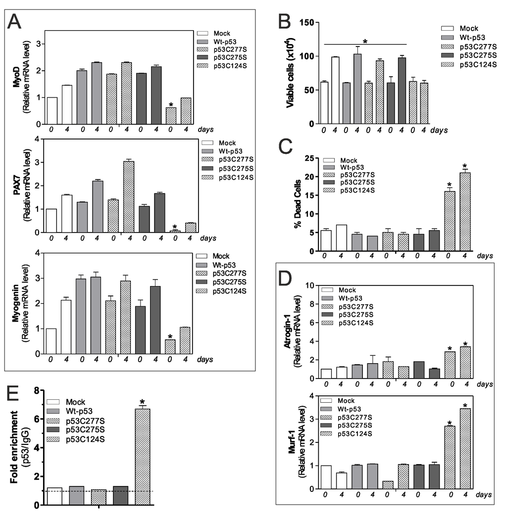 p53C124S mutant induces atrophy of C2C12 myoblasts. (A) C2C12 myoblasts were transfected with pcDNA3.1 vector containing cDNA for wild type p53 (Wt-p53), three single p53 mutants in DBD (p53C277S, p53C275S, p53C124S) or with empty vector (Mock). After 24 h from transfection C2C12 cells were differentiated for 4 days. Total RNA was isolated and relative mRNA levels of MyoD, PAX7 and Myogenin were analyzed by RT-qPCR. Data are expressed as means ± S.D. All the values were significantly different with respect to Mock day 0/4 (n=3, pB) Cells were counted by Trypan Blue exclusion. Data are expressed as means ± S.D. All the values were significantly different with respect to day 0 (n=4 *pC) Dead cells were counted by Trypan blue exclusion. Data are expressed as means ± SD (n=4, *pvs Mock-, Wt-p53-, p53C277S- and p53C275S-day 0/4 cells). (D) Total RNA was isolated and relative mRNA levels of MuRF-1 and Atrogin-1 were analyzed by RT-qPCR. Data are expressed as means ± S.D. (n=3; *pvs Mock-, Wt-p53-, p53C277S- and p53C275S-day 0/4 cells). (E) ChIP assay was carried out on cross-linked nuclei from Mock, Wt-p53, p53C277S, p53C275S and p53C124S cells at day 4 of myogenesis using p53 antibody followed by qPCR analysis of p53RE. Dashed line indicates the value of IgG control. Data are expressed as means ± S.D. (n=3; *pvs Mock-, Wt-p53-, p53C277S- and p53C275S-day 4 cells).