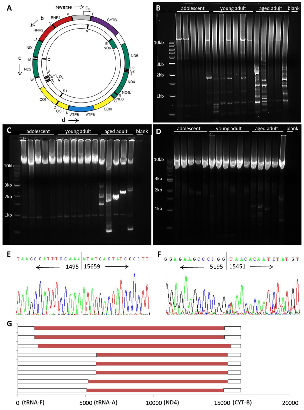 mtDNA rearrangements accumulate with age. Shown is a schematic depicting the mitochondrial genome (A, adapted from [9]). Long-range PCR was used to amplify mtDNA, with a reverse primer at the origin of heavy strand replication (OH) within the displacement loop (DLOOP, in grey). The mitochondrial genome was amplified from RNR2 to DLOOP (14.7kb, B), from ND2 to DLOOP (11.6kb, C), and from ATP8 to DLOOP (8.1kb, D) to identify wild-type and altered mtDNA in homogenized quadriceps muscle. Shorter bands from young adult (E) and aged adult (F) samples were sequenced to identify the location of breakpoints in the NMR mitochondrial genome. Mapping of deletions is shown in red (G). 3’ breakpoints occur from 15110-15670 and 5’ breakpoints occur from either 1232-1495 or 5058-5803.