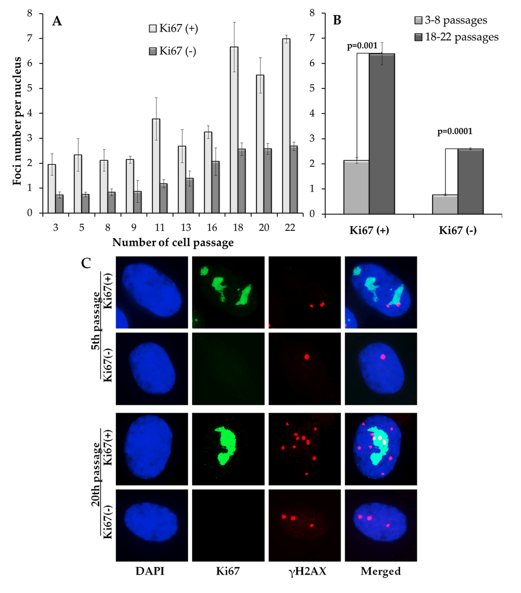 Differential immunocytochemical analysis of γH2AX foci in proliferating (Ki67(+)) and resting (Ki67(-)) cells. (A) Changes in the γH2AX number in Ki67(+) and Ki67(-) cells on 3-22 passages (B) Comparative analysis of γH2AX in Ki67(+) and Kib(-) cells on early (3-8) vs. late (18-22) passages; (С) Representative immunofluorescent microphotographs of MSC showing Ki67 (green), γH2AX (red) foci and their co-localization (yellow) at passage 5 and 20. Nuclei were counterstained with DAPI.