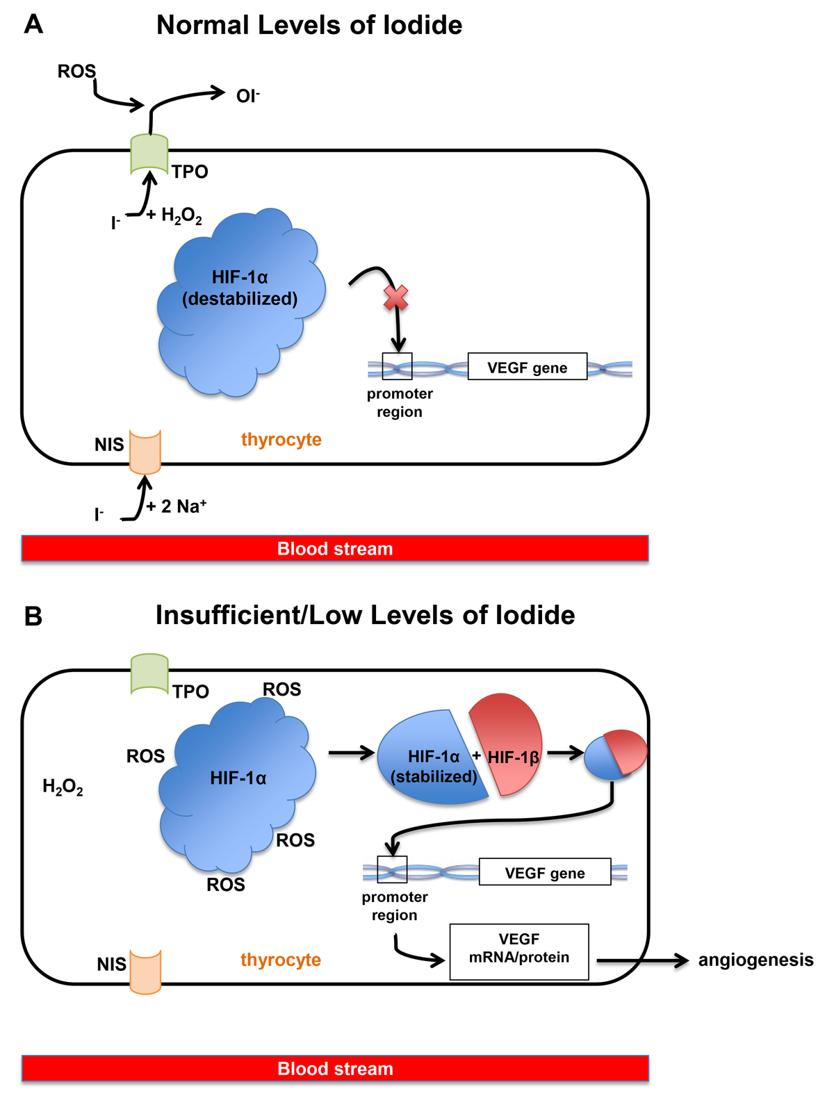Effect of the micronutrient iodine in thyroid carcinoma angiogenesis Figure f1 Aging