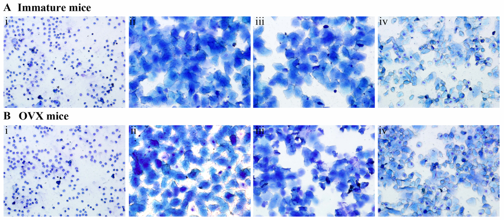 The effect of Salvia miltiorrhiza bunge (SM) on the estrous cycle. ICI refers to the estrogen antagonist ICI182, 780 and E2 to 17β -estradiol. (A) The estrous cycle of the Immature mice, (i) the control group with untreated; (ii) Treated with estradiol (E2) ; (iii) Treated with Salvia miltiorrhiza bunge (SM) and (iV) Treated with Salvia miltiorrhiza bunge (SM) with estrogen receptor antagonist (ICI182, 780). (B) The estrous cycle of the OVX mice, (i) Ovariectomized (OVX) mice untreated; (ii) Sham group with untreated; (iii) Treated with Salvia miltiorrhiza bunge (SM) and (iV) Treated with Salvia miltiorrhiza bunge (SM) with estrogen receptor antagonist (ICI182, 780).