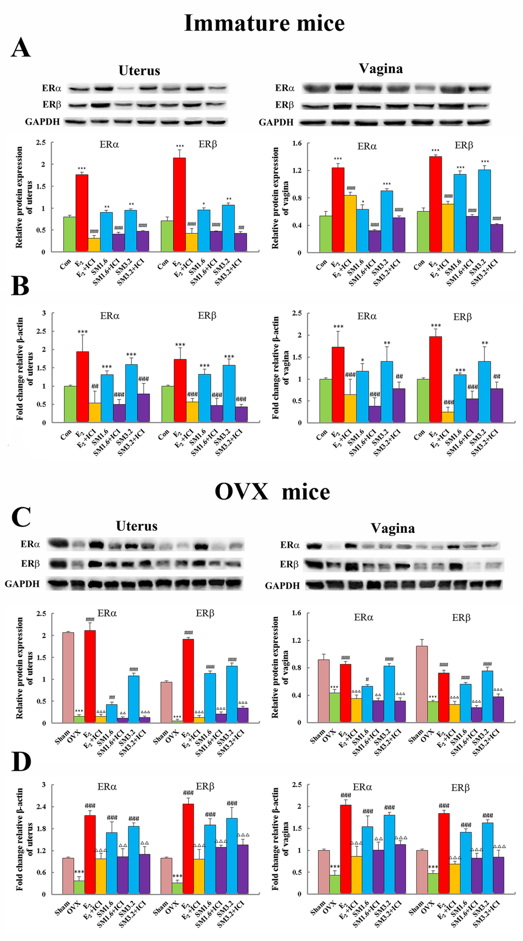 The effects of SM on the protein and gene expression of estrogen receptor ERα and ERβ in the uterus and vagina of mice. Western-blot (A, C) and Realtime PCR (B, D) analysis was carried out as described in the Methods. Representative blots are shown above, and quantitative analyses are shown below. P values are for one-way analysis of variance (ANOVA) comparing treatment groups with untreated mice. (A, B) ***P ###P ##P 2 group; ▴▴P C, D) ***P ###P ##P #P ∆∆∆P ∆∆P 2 group.