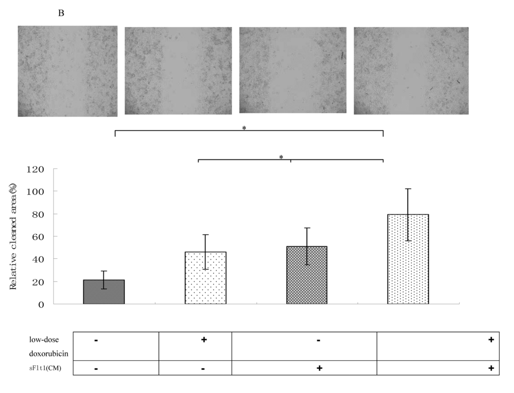 Wound healing assays were performed. The amount of migrating cells of sFlt1 (1.5 ml of concentrated conditioned medium) plus low-dose doxorubicin group were much lower than control. Magnification, 200×. Picture of one representative experiment of 3 is shown. Data from 3 independent experiments are shown. *p 